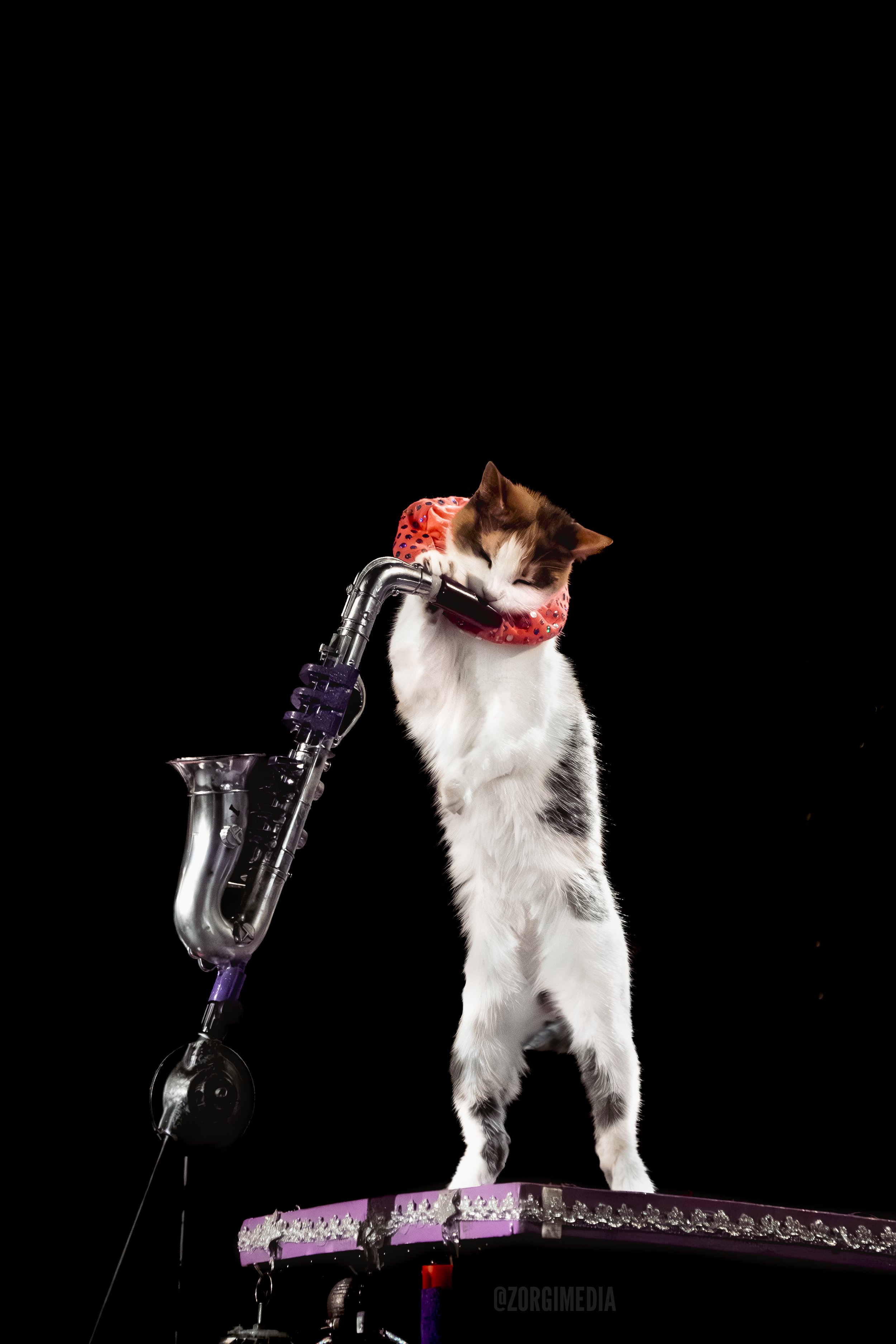 Amazing Acrocats full size-16.jpg