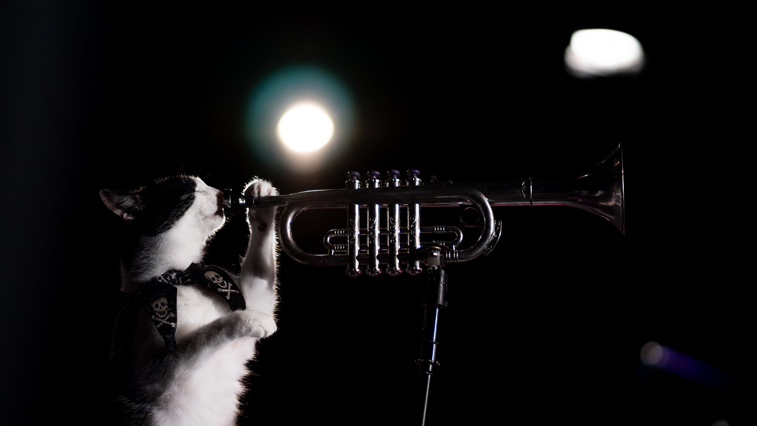 acrocats full size-47.jpg