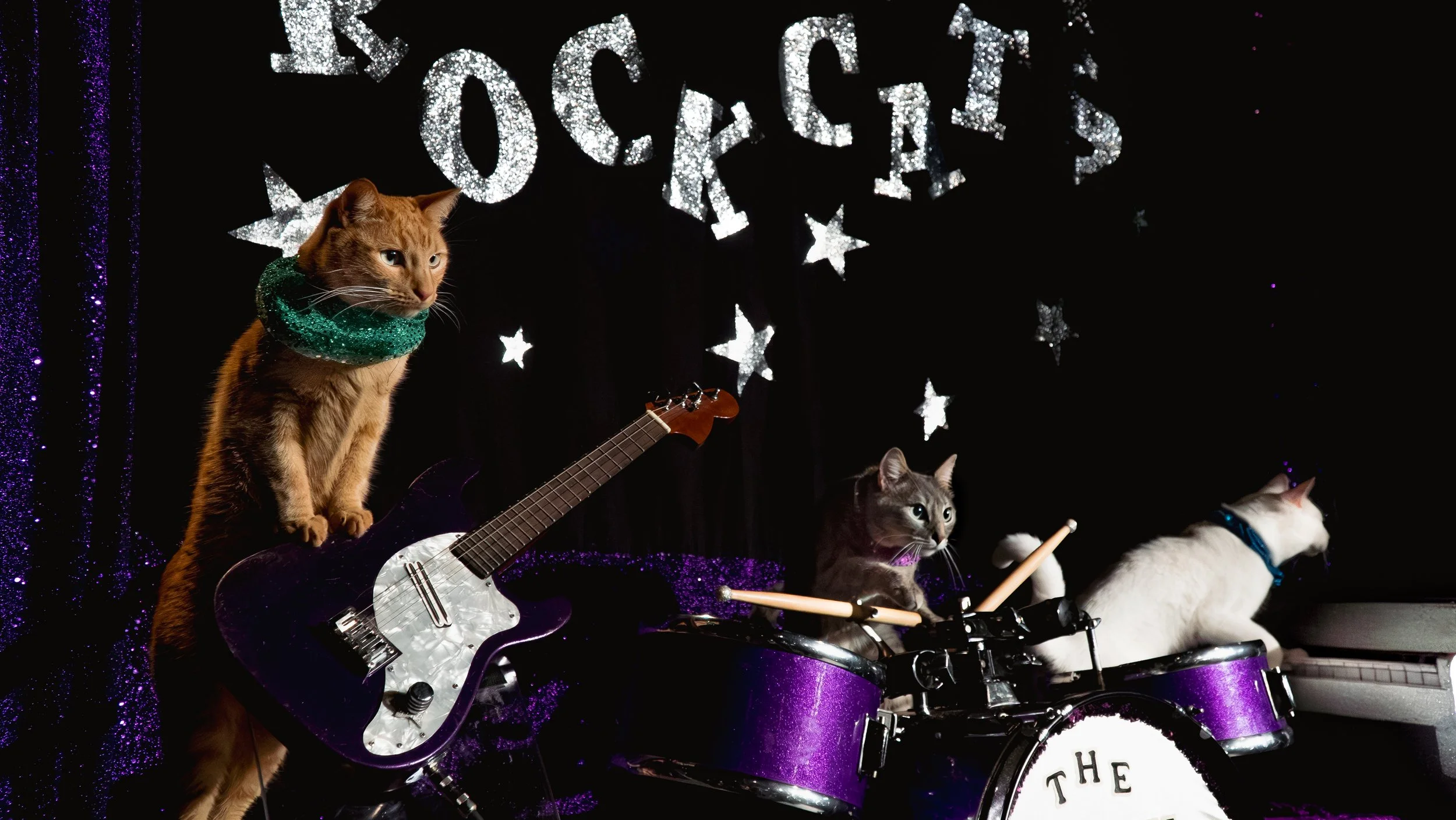 full size acrocats (1).jpg