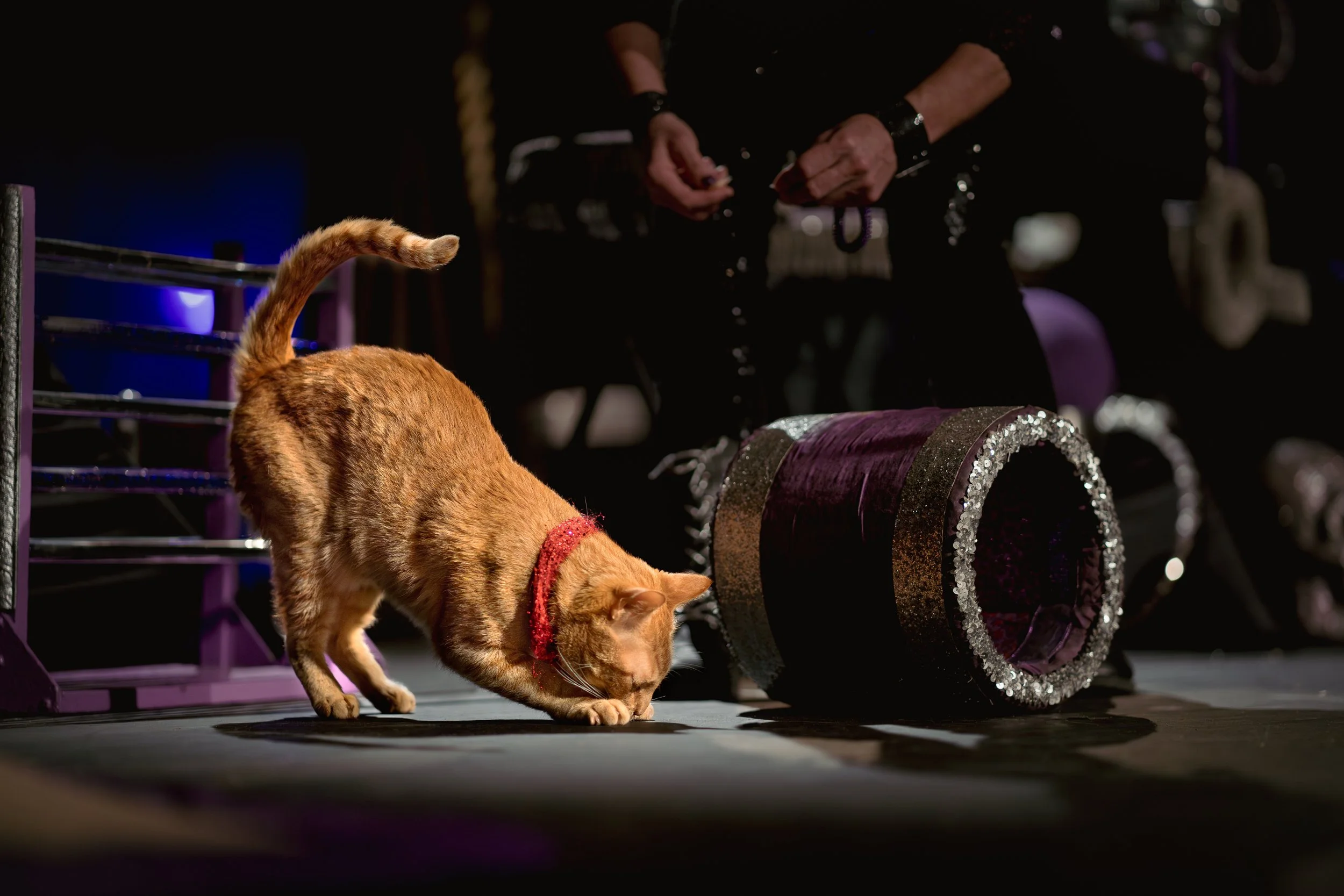 acrocats full size-07.jpg