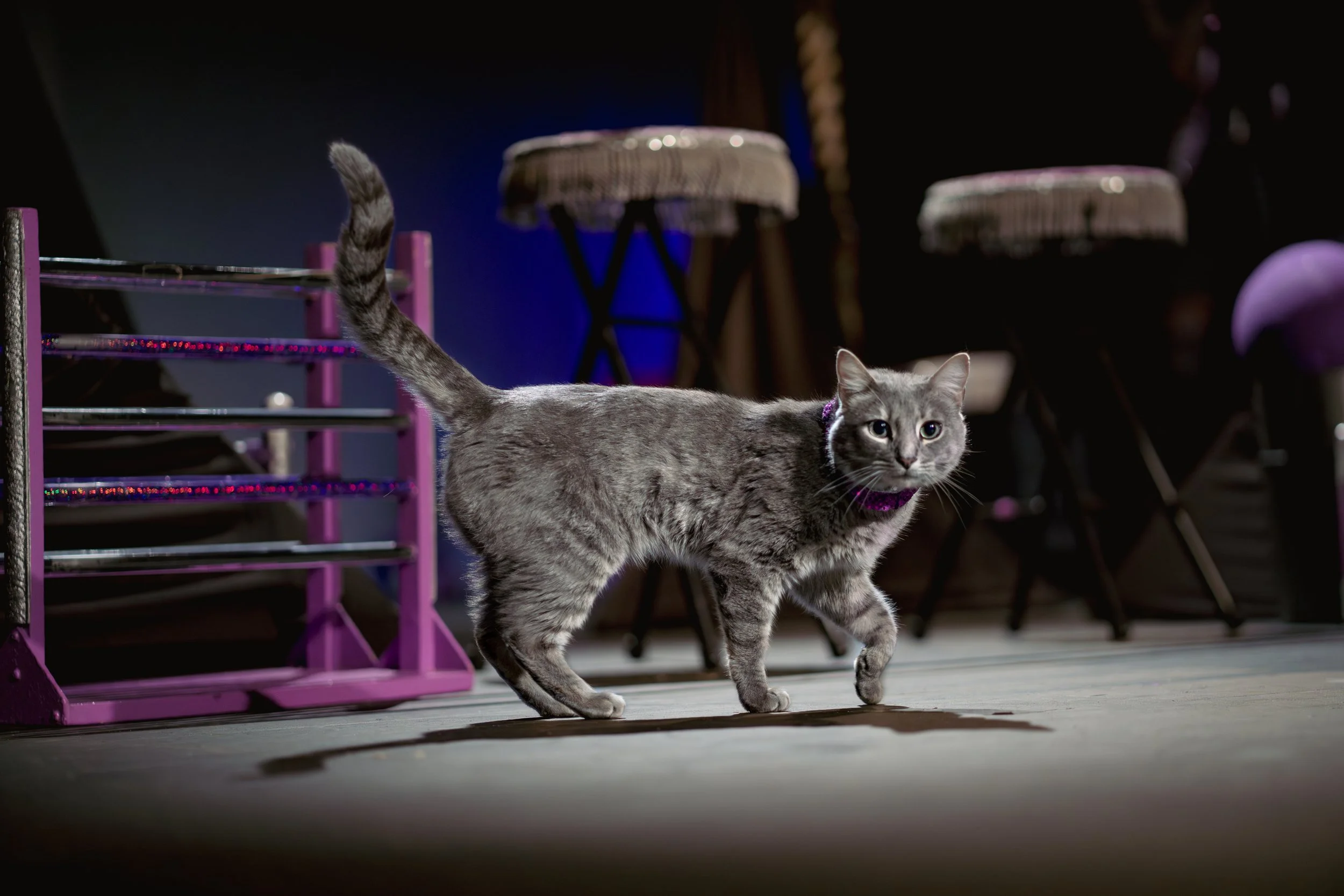 acrocats full size-08.jpg