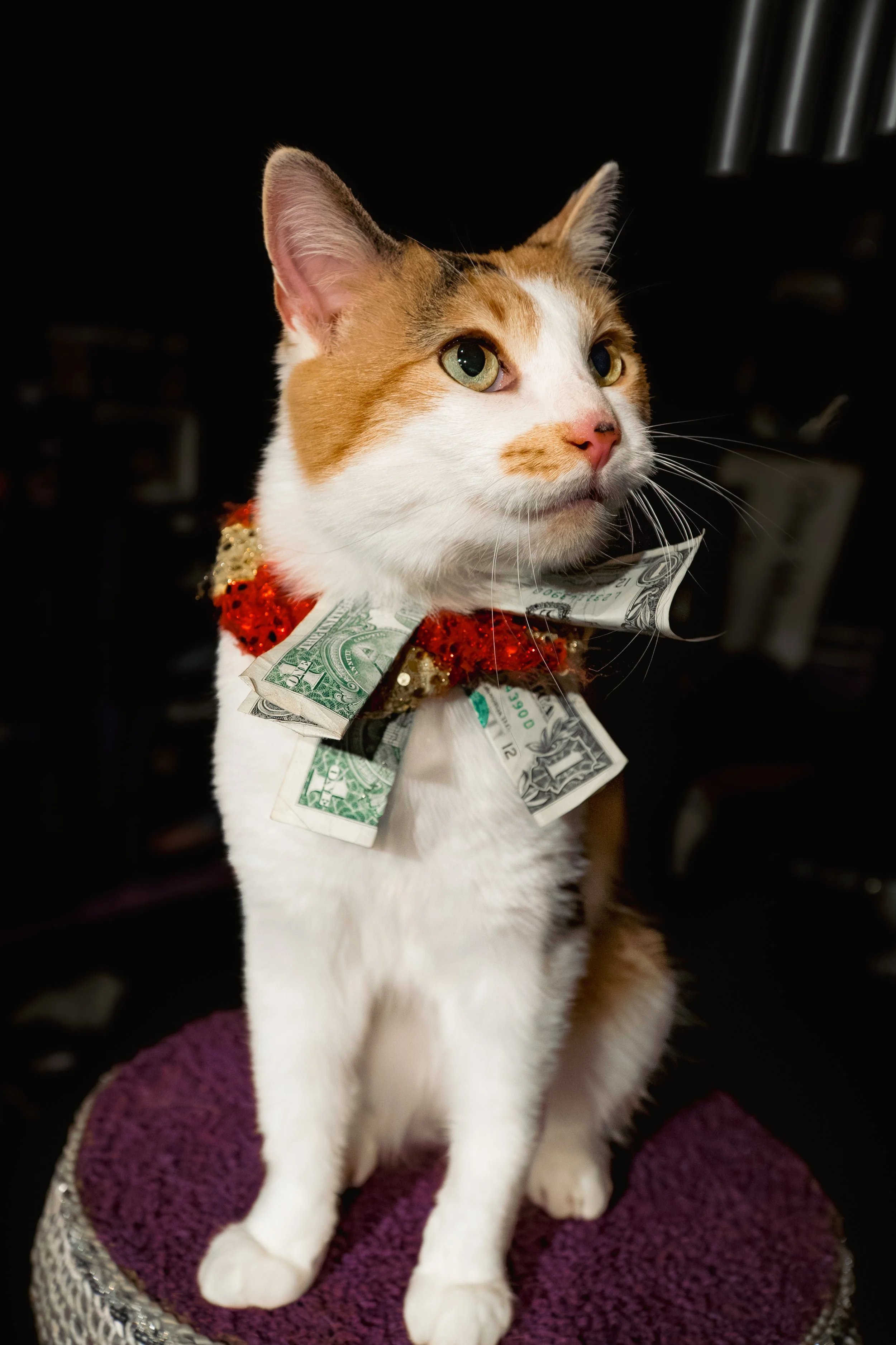 acrocats full size-22.jpg
