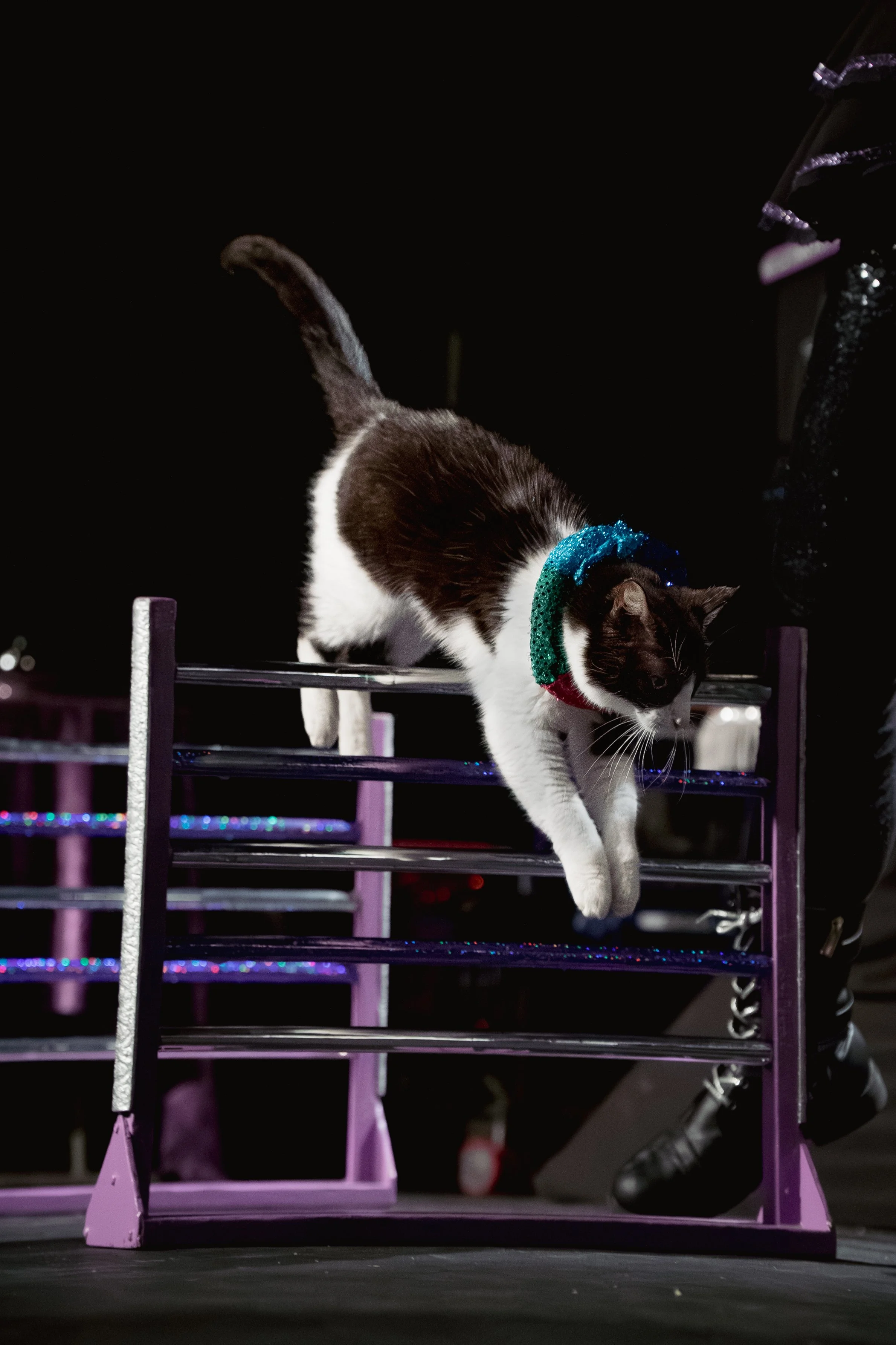 acrocats full size-09.jpg