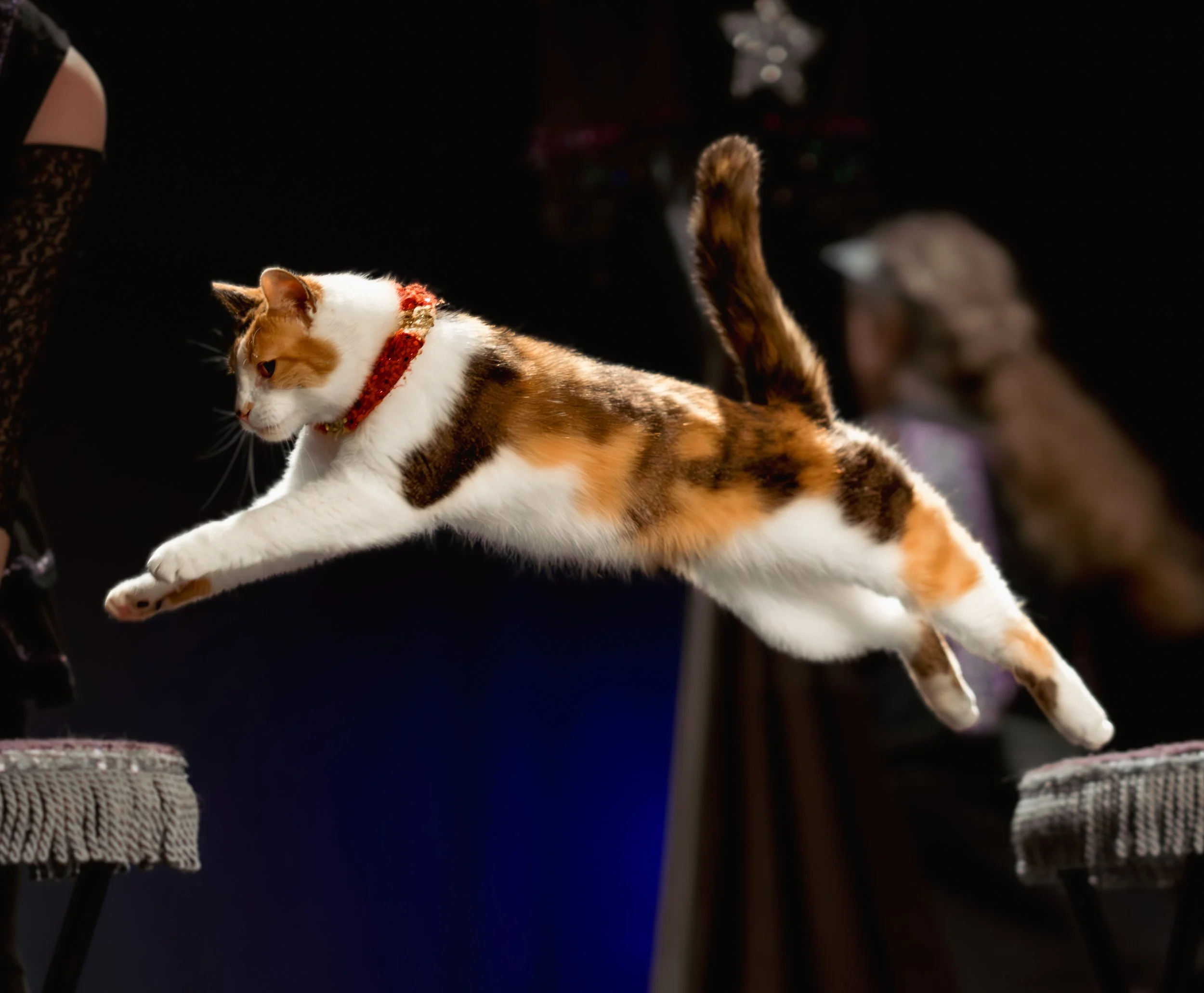 acrocats full size-24.jpg