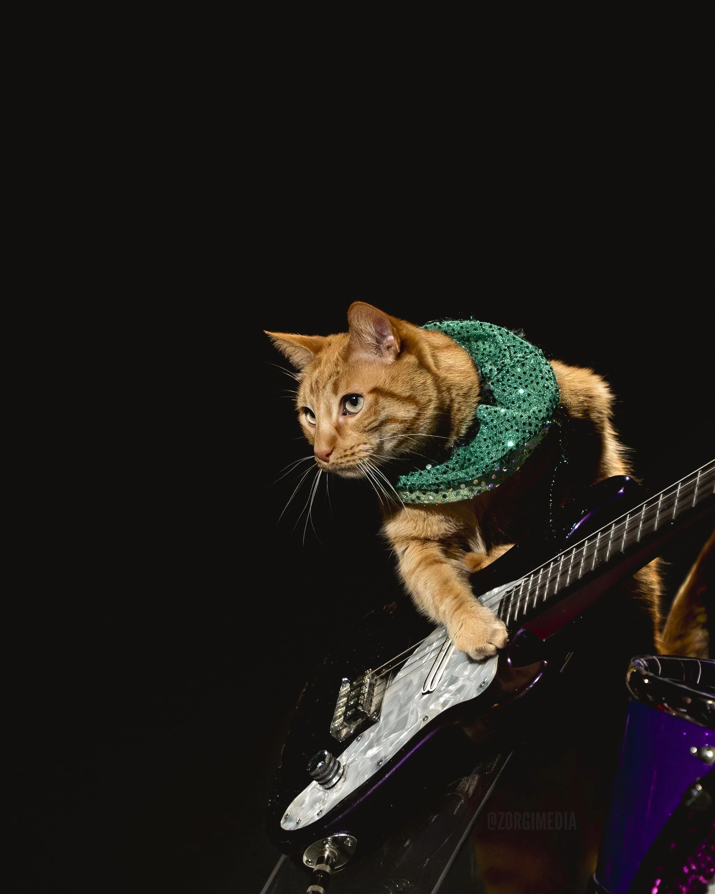 Amazing Acrocats full size-12.jpg