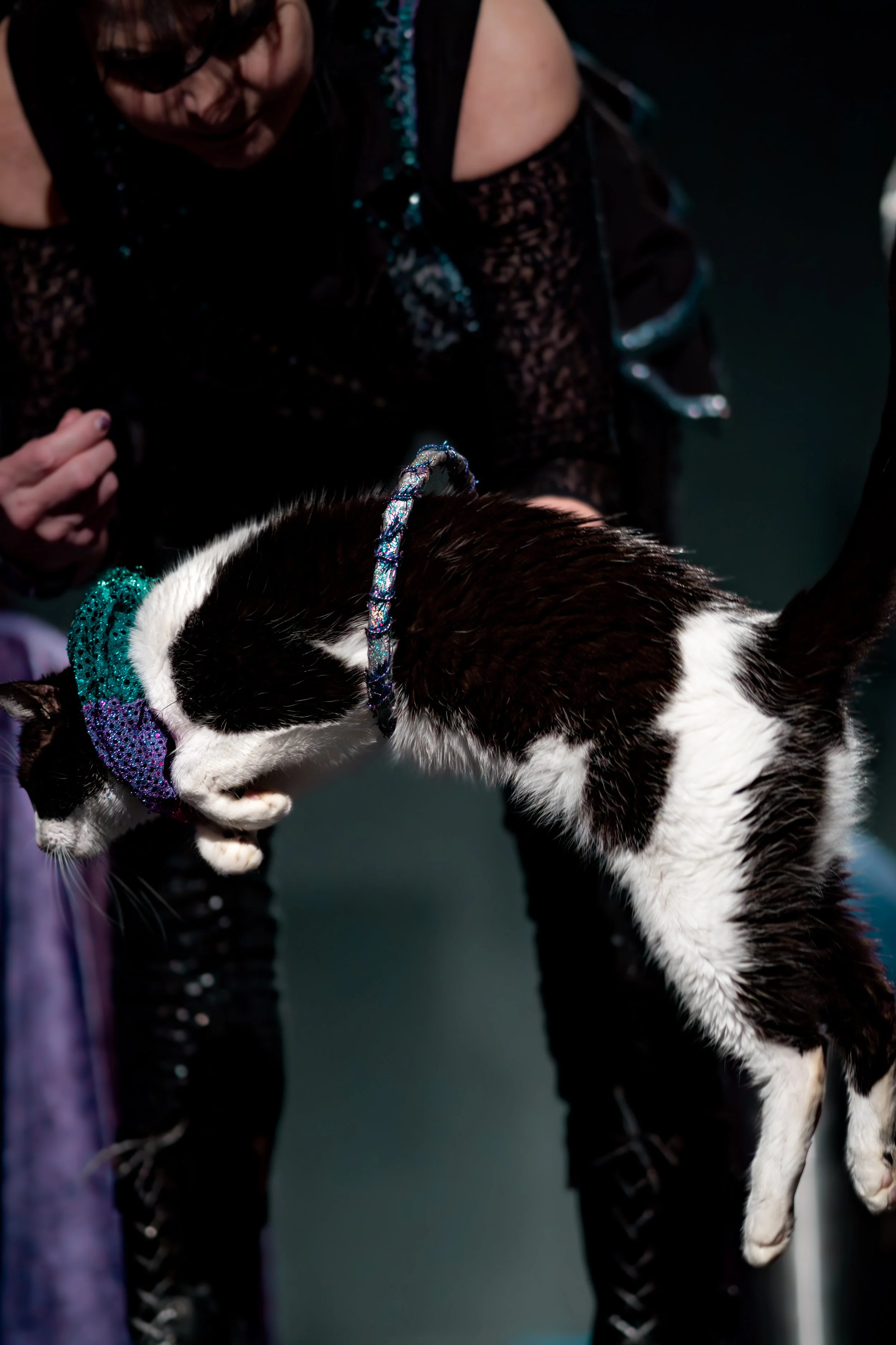 acrocats full size-35.jpg