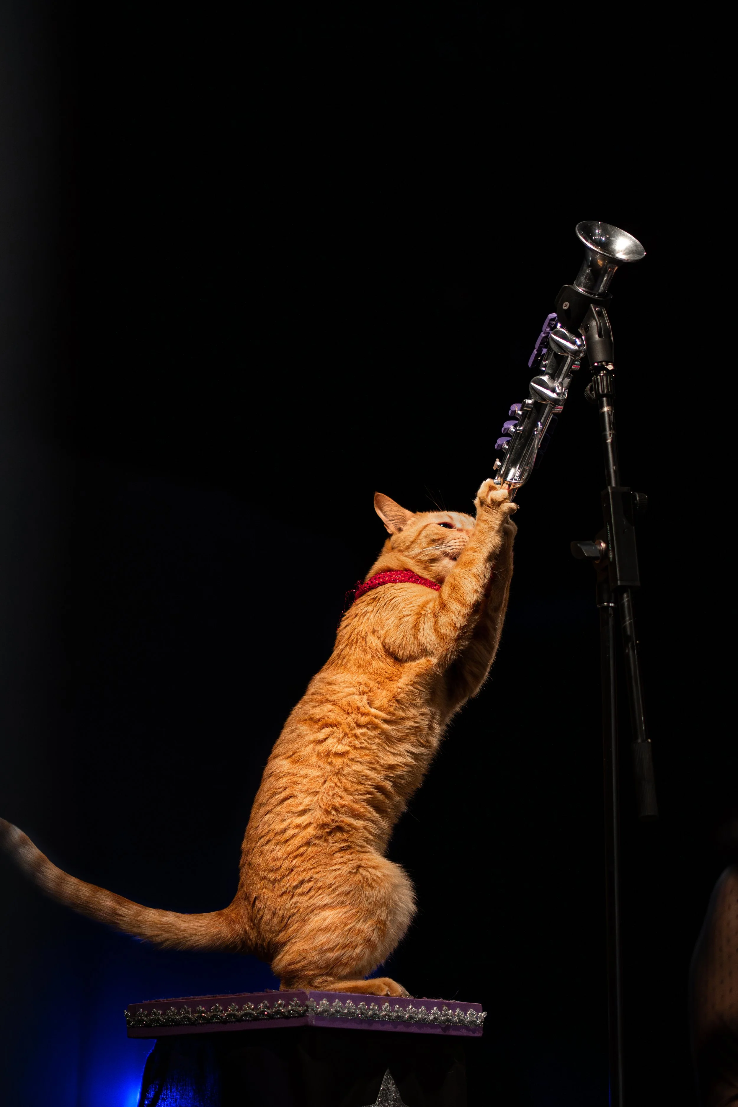 acrocats full size-45.jpg