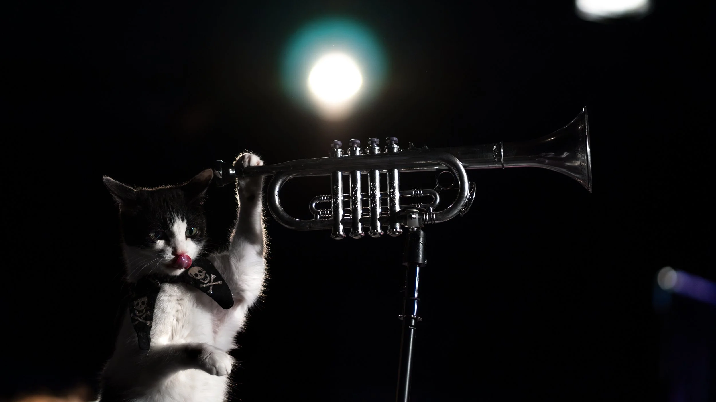 acrocats full size-46.jpg