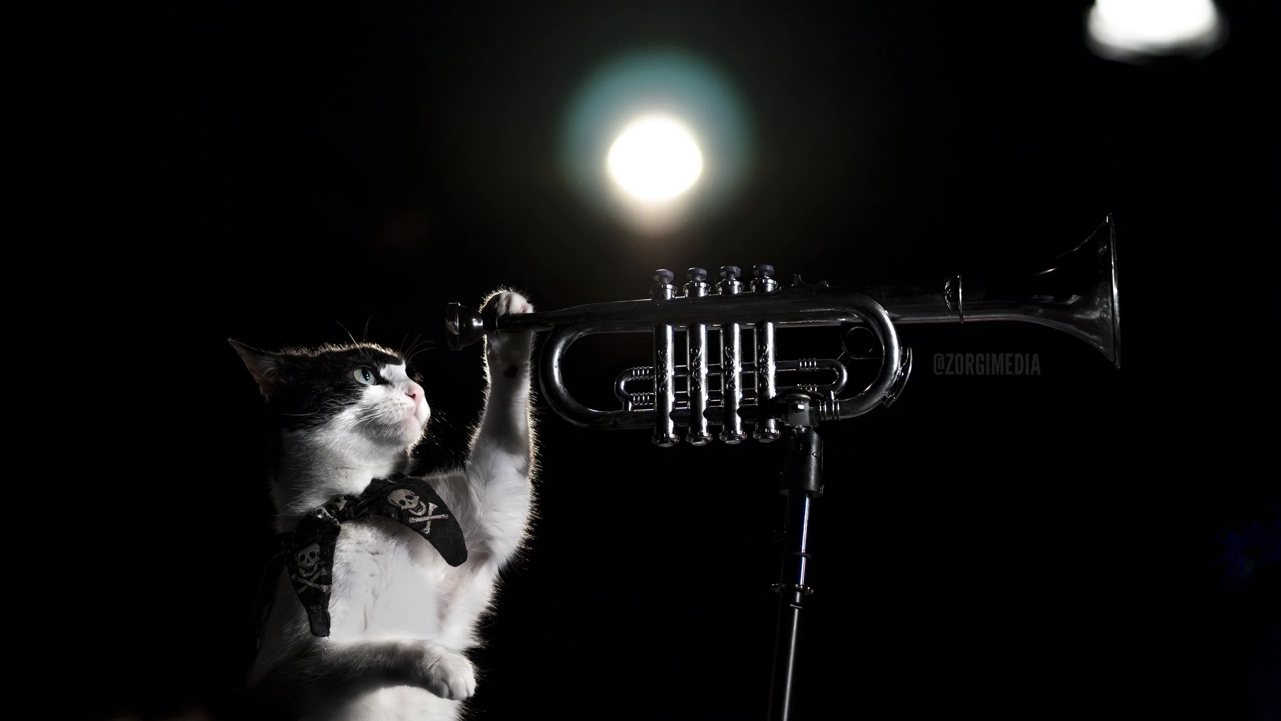Amazing Acrocats full size-49.jpg