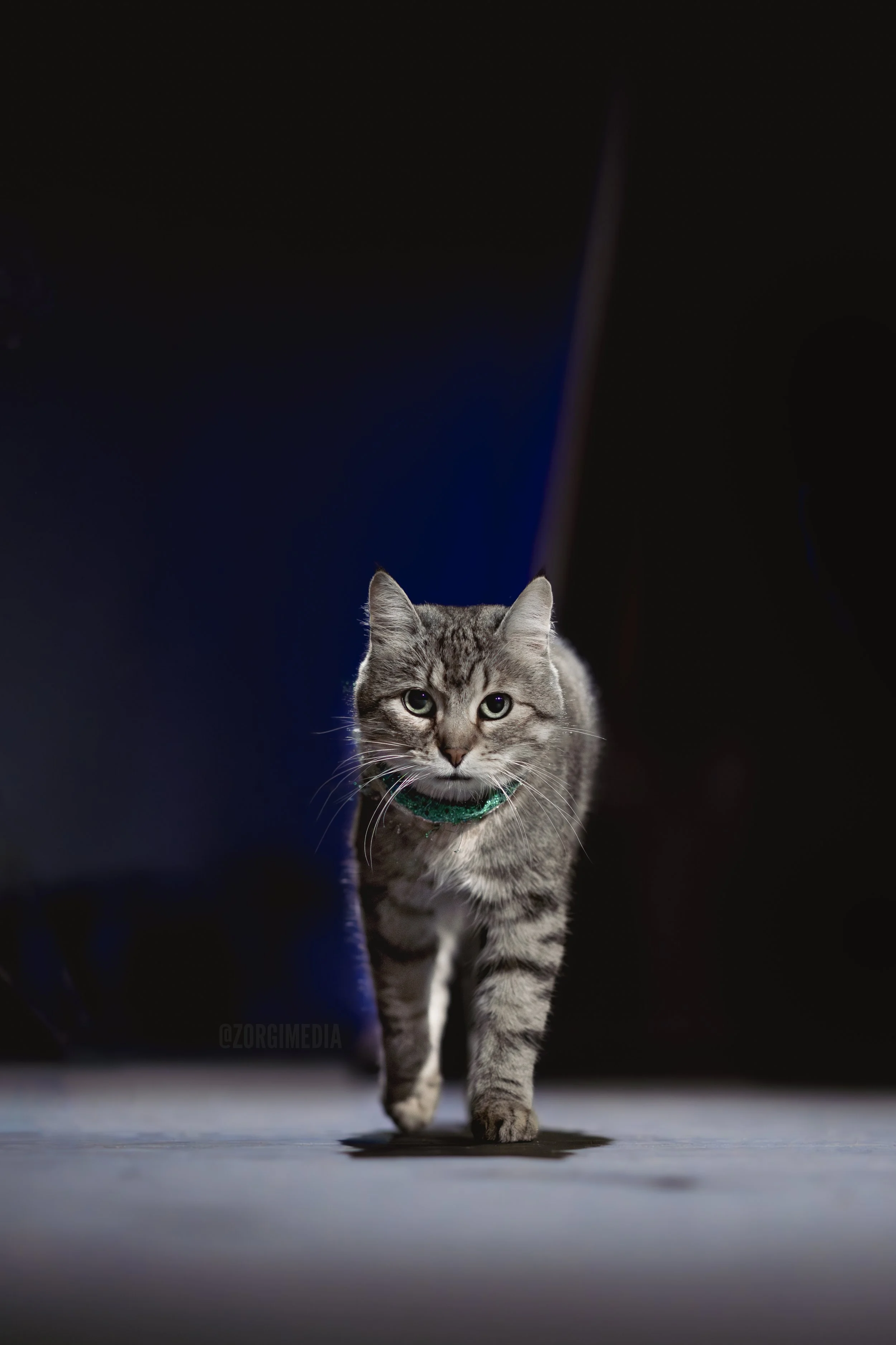 Amazing Acrocats full size-31.jpg