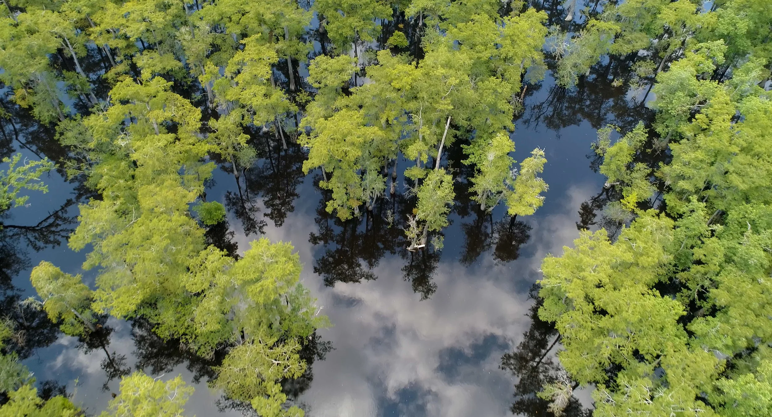 TSOM bald cypress (2).jpg