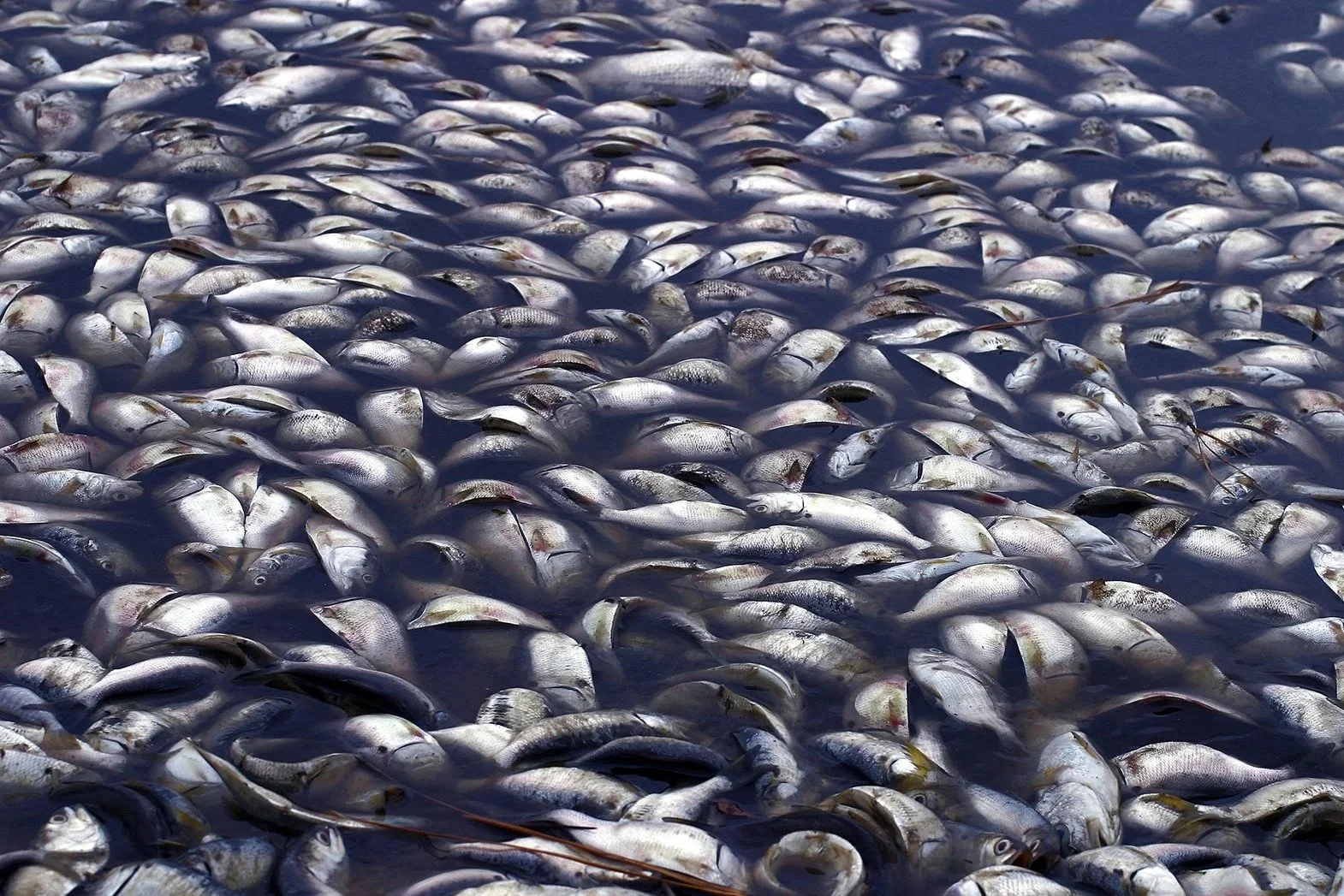 A large number of fish associated with a fishing or commercial fishery