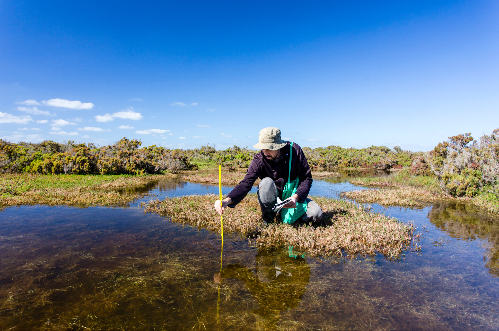 A person kneeling in a wetland, using a measuring stick and taking notes, surrounded by water, bushes, and a blue sky.