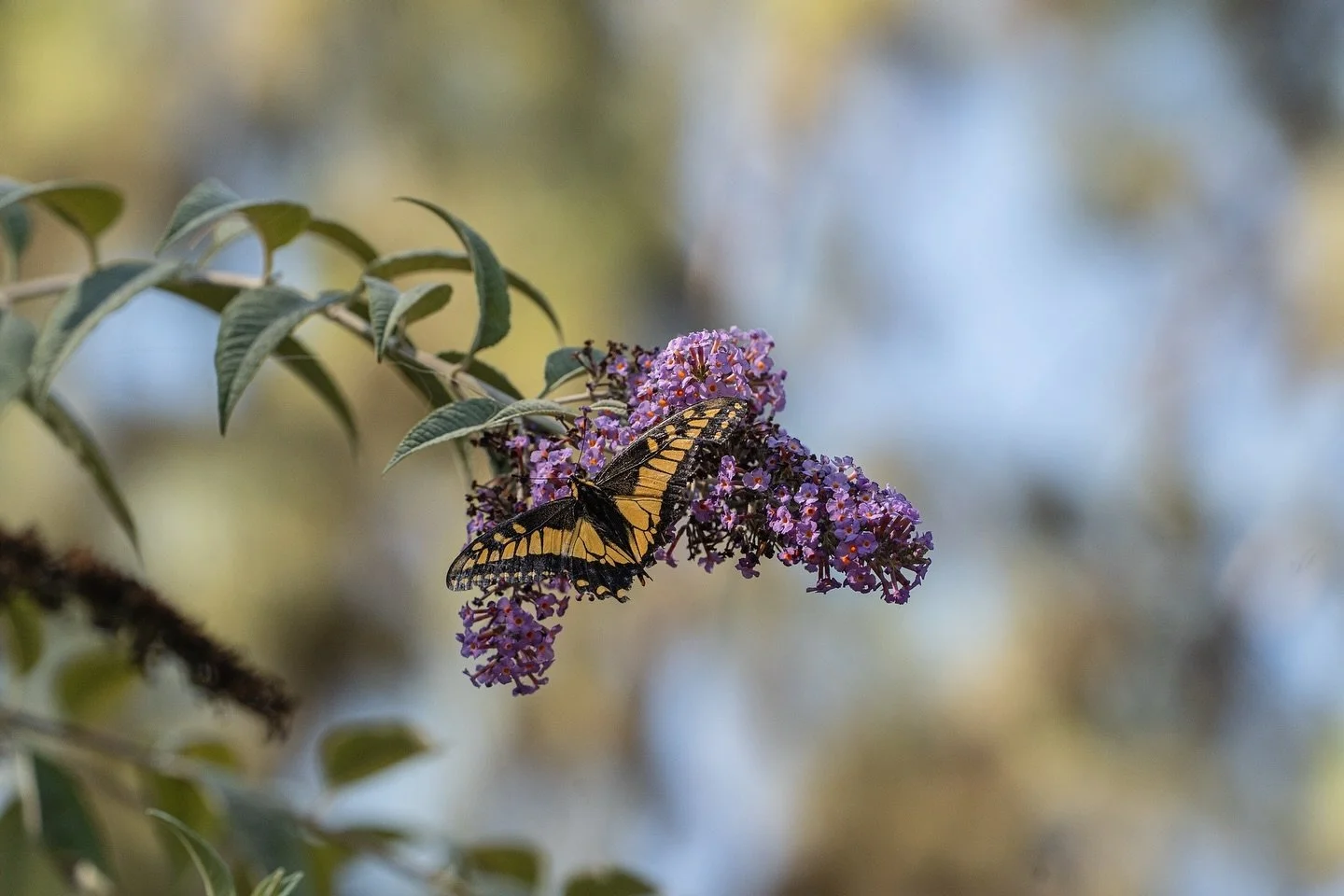 An Anise Swallowtail rests on a Lilac Butterfly Bush, its tattered wings are a testament to the hardships it faces in life. This scene reminds us that even through adversity, we can find and appreciate beauty.