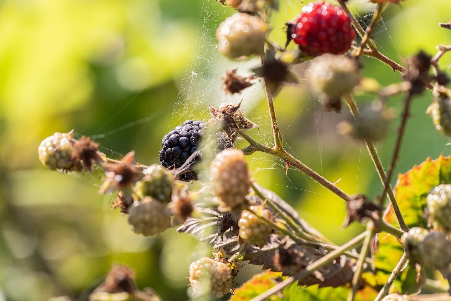 These wild blackberries caught my attention when I came across them and I thought the spiderwebs made for a very unique look.