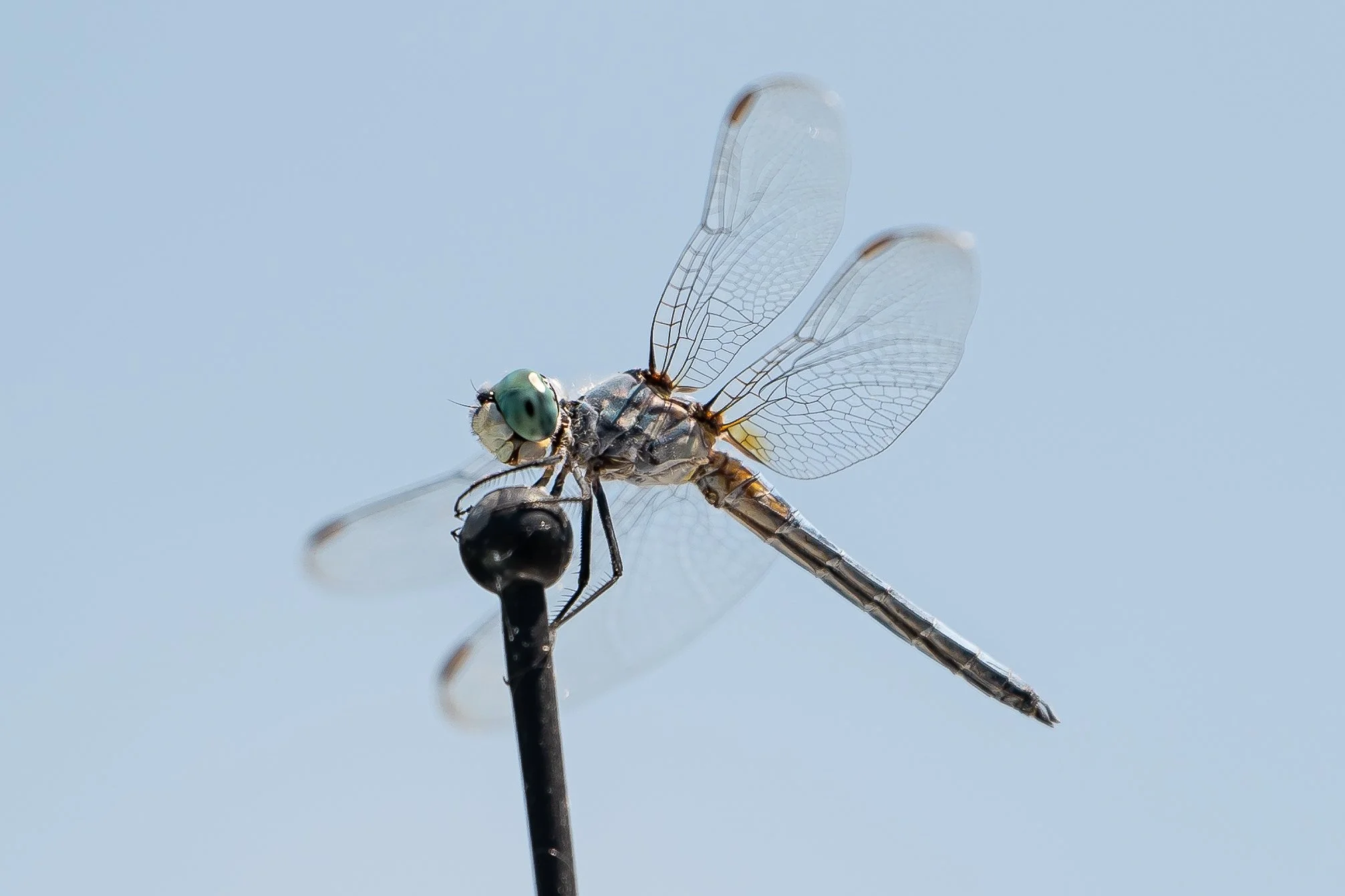 20240806-_DSC2440.jpg