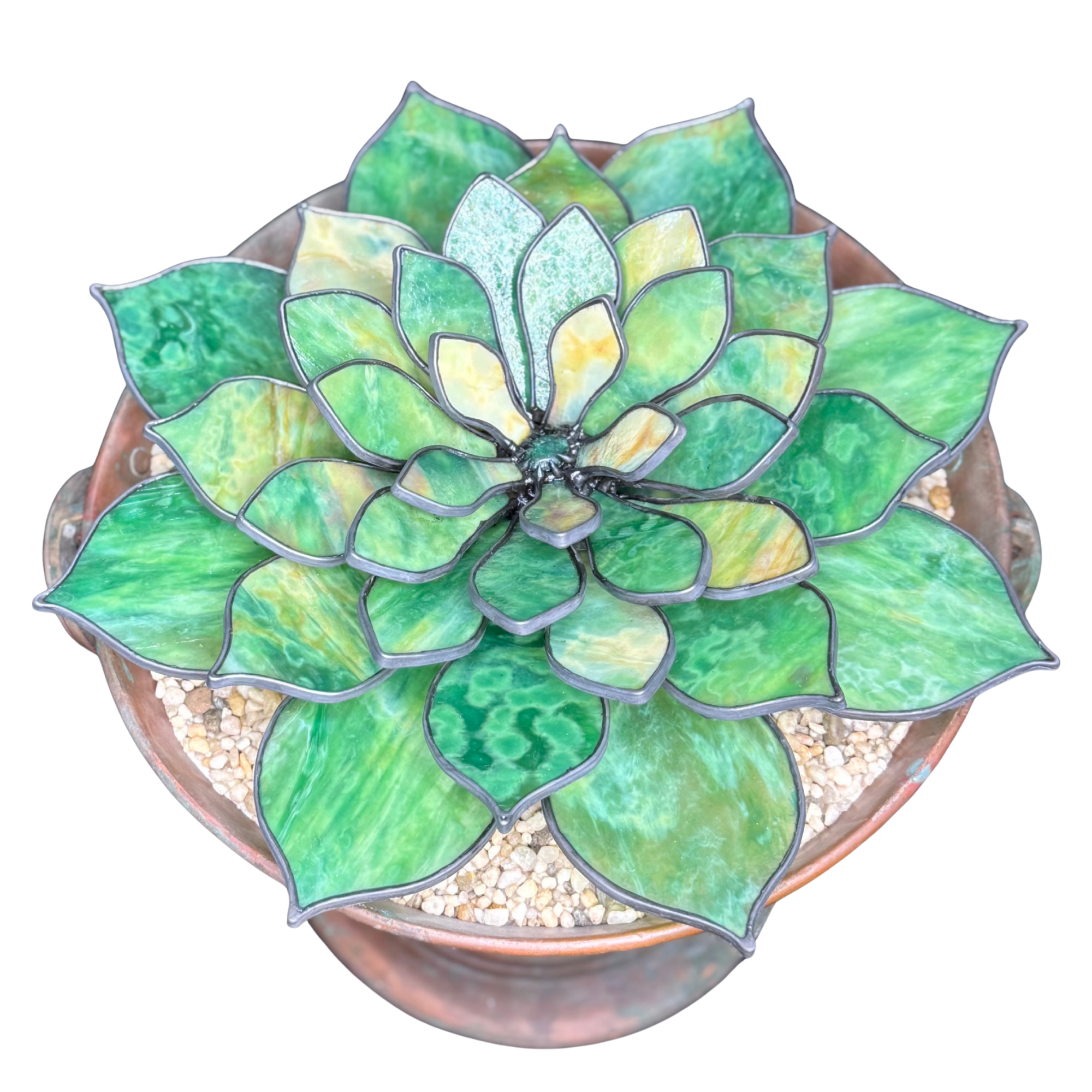 Succulent Collection