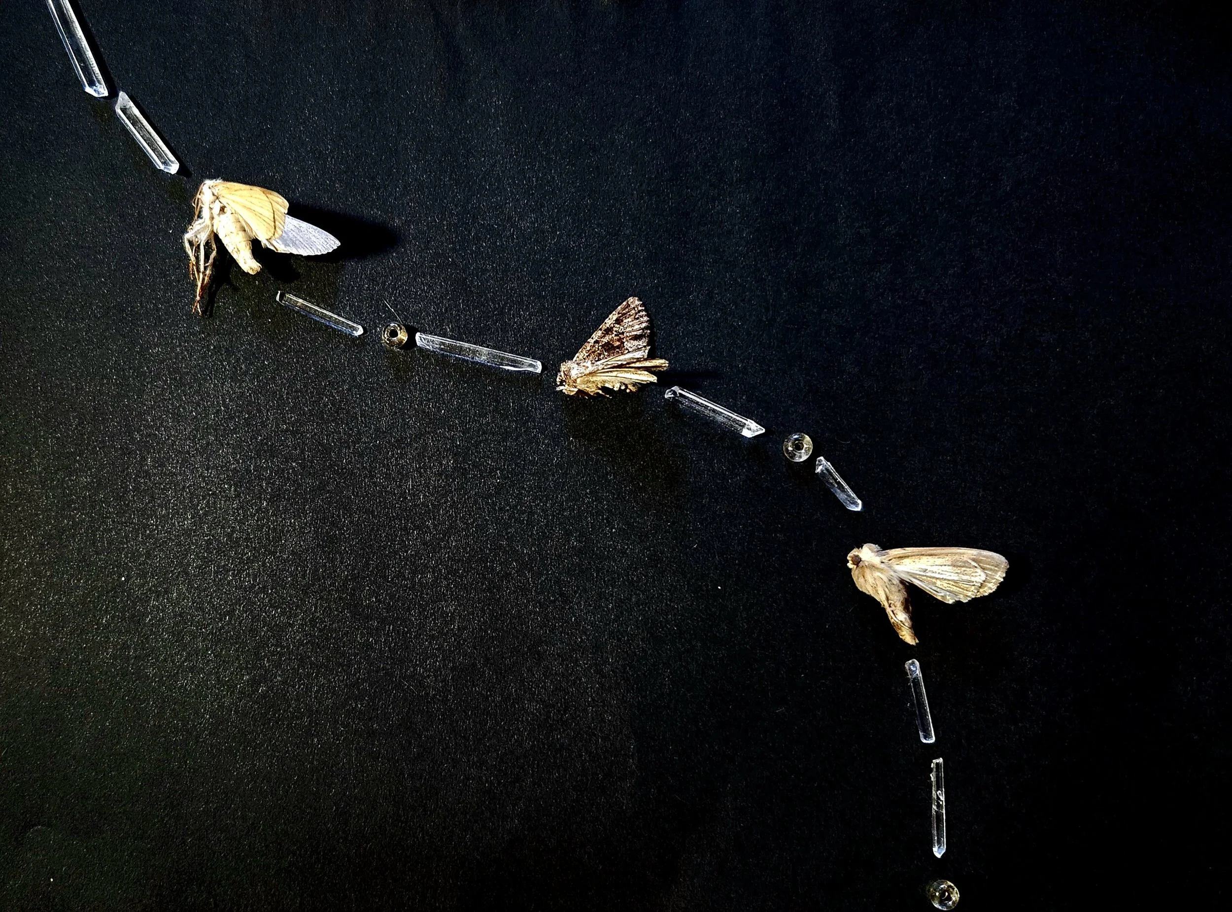 "Fairy Flight." 2025