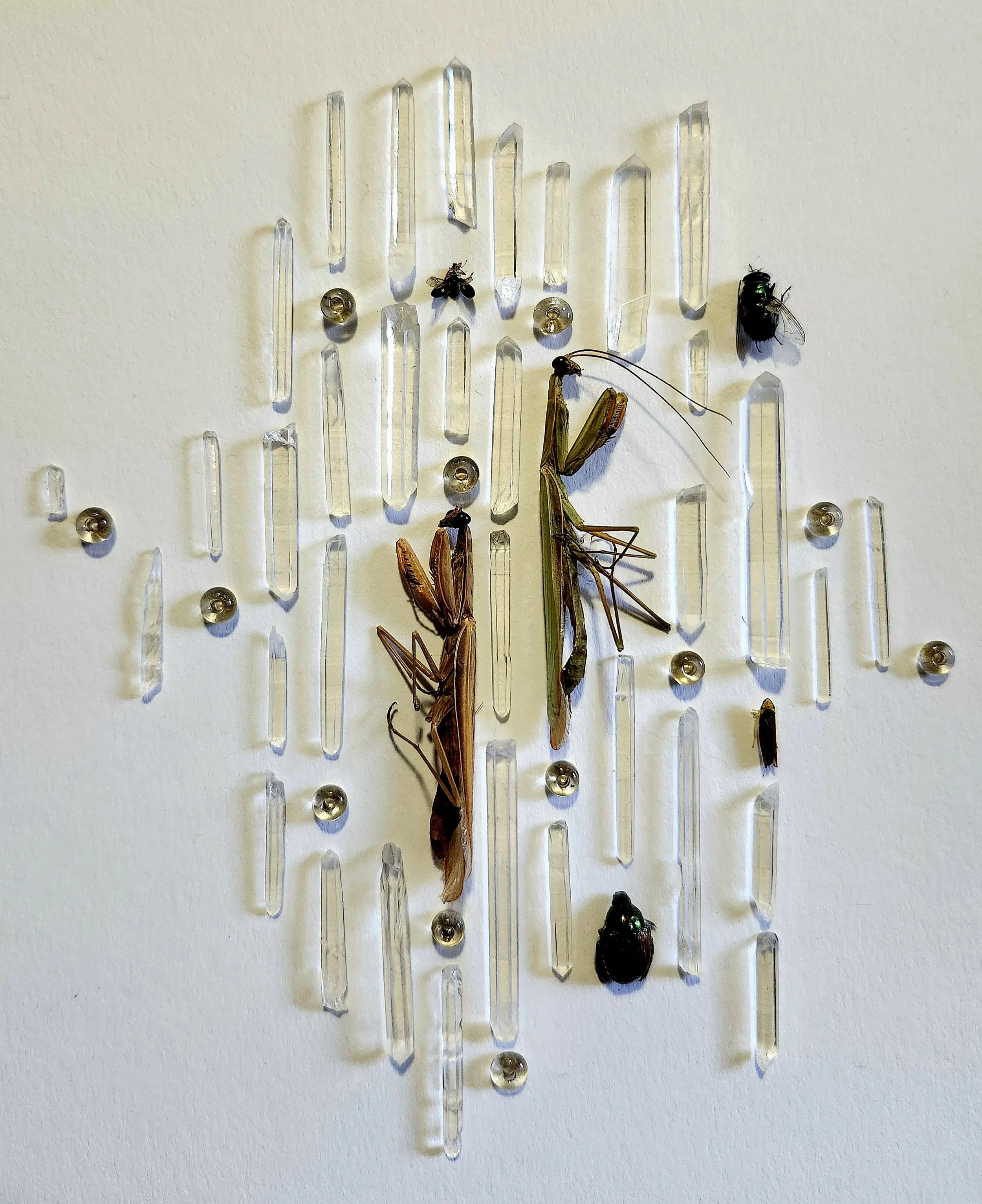 Specimens