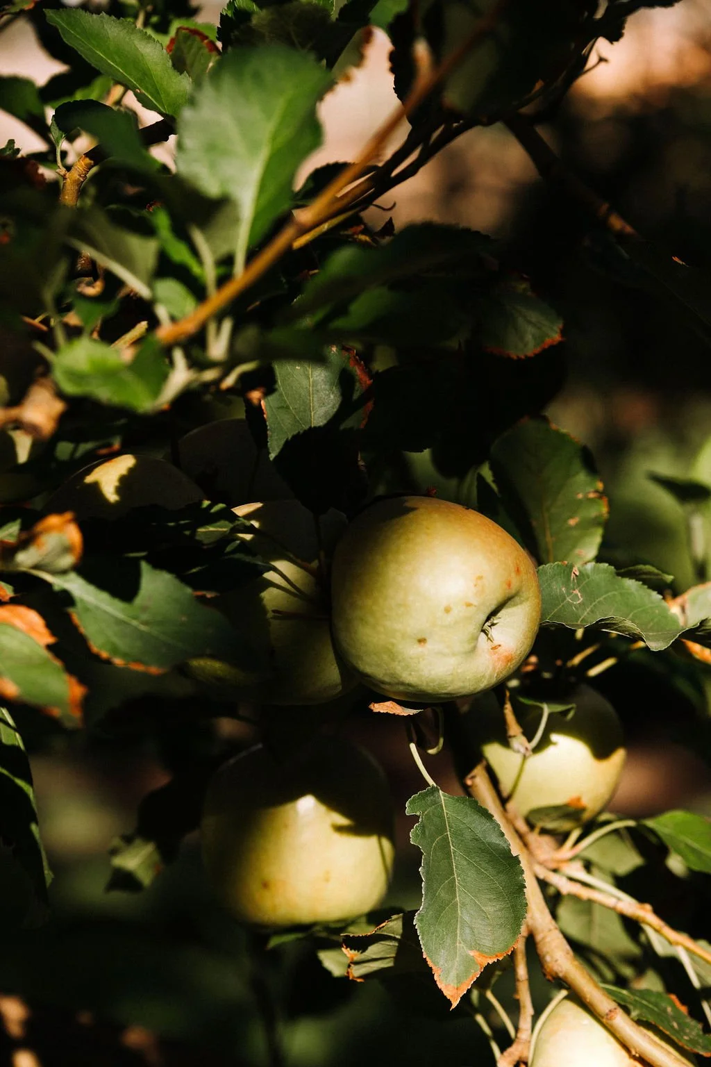 huntandco_highres-185.jpg