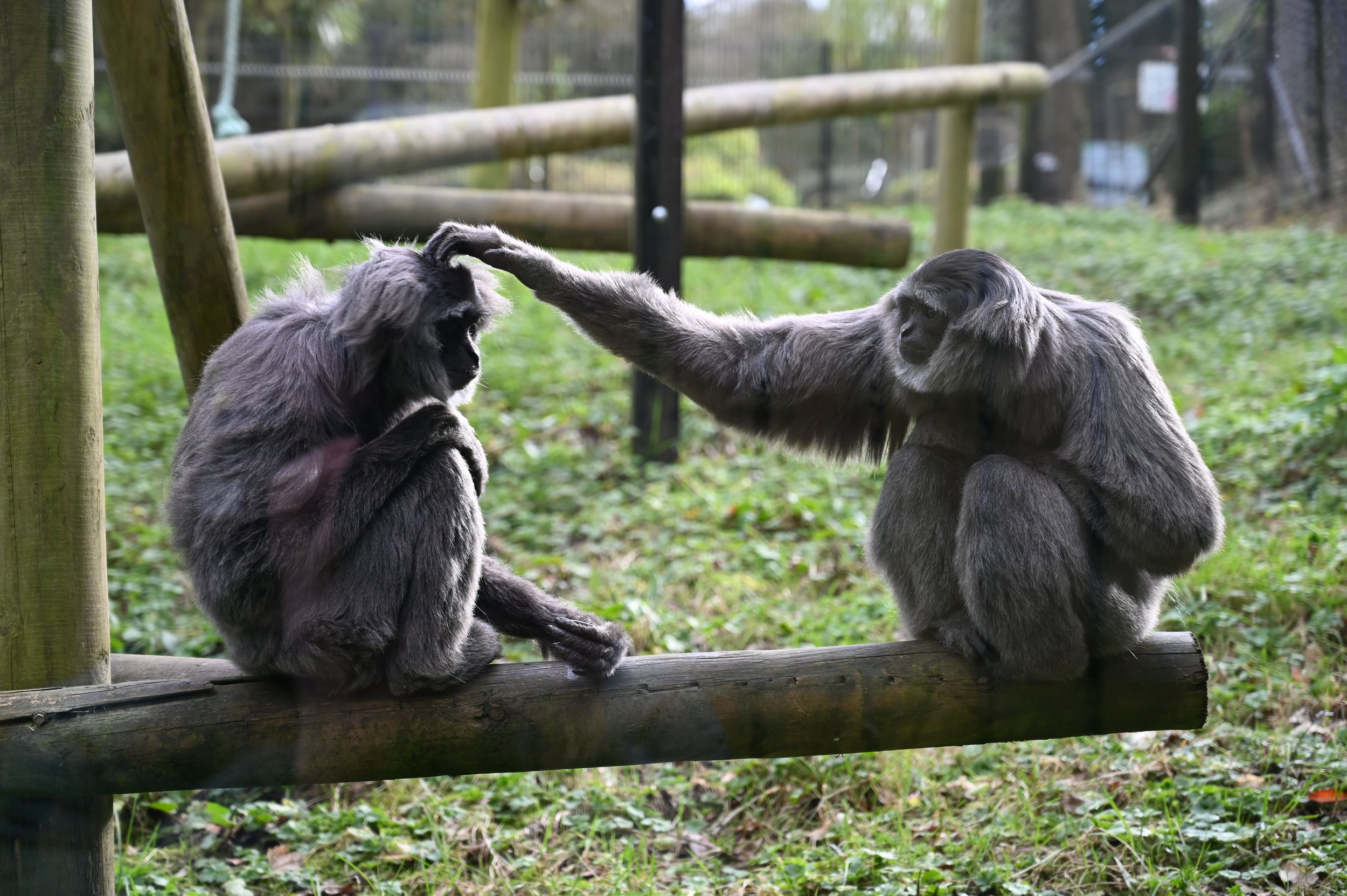 Belfast Zoo