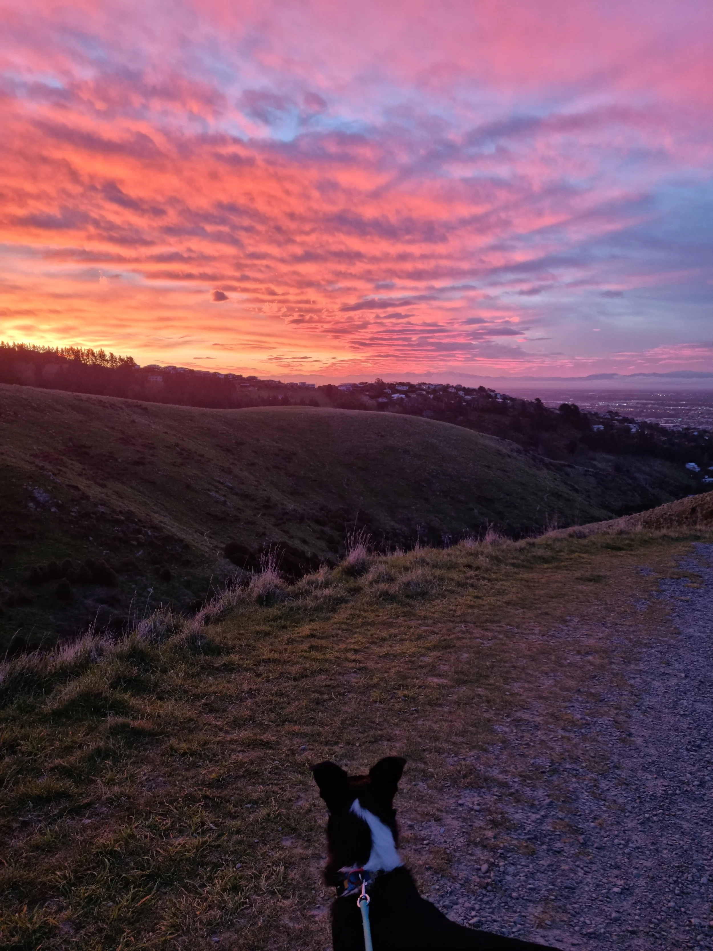 A small black and white dog on a leash sitting on a trail, gazing at a colorful pink and purple sunset sky over rolling hills and distant houses.