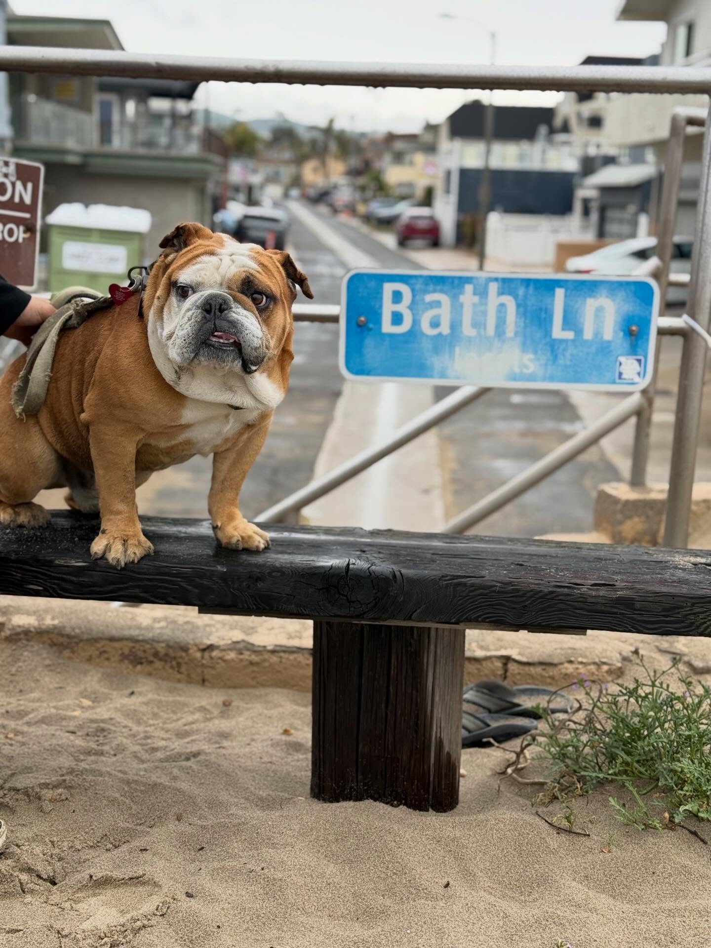 Shop Dog Life! Meet Buster&hellip; king of resting his head anywhere it fits! He&rsquo;s single &amp; ready to mingle! 🐾🐾