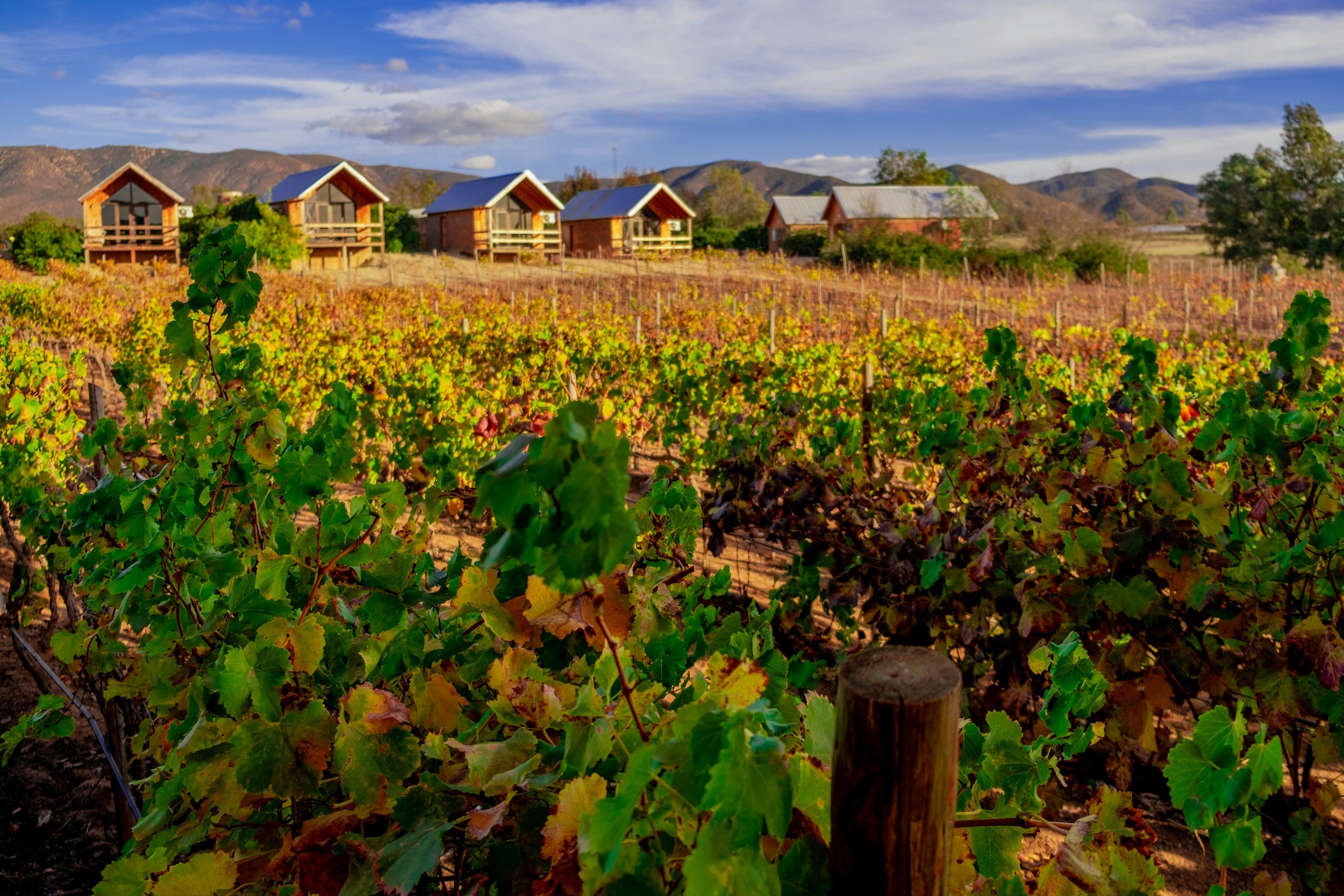 Viñedos con casas de madera en un paisaje montañoso con cielo parcialmente nublado.