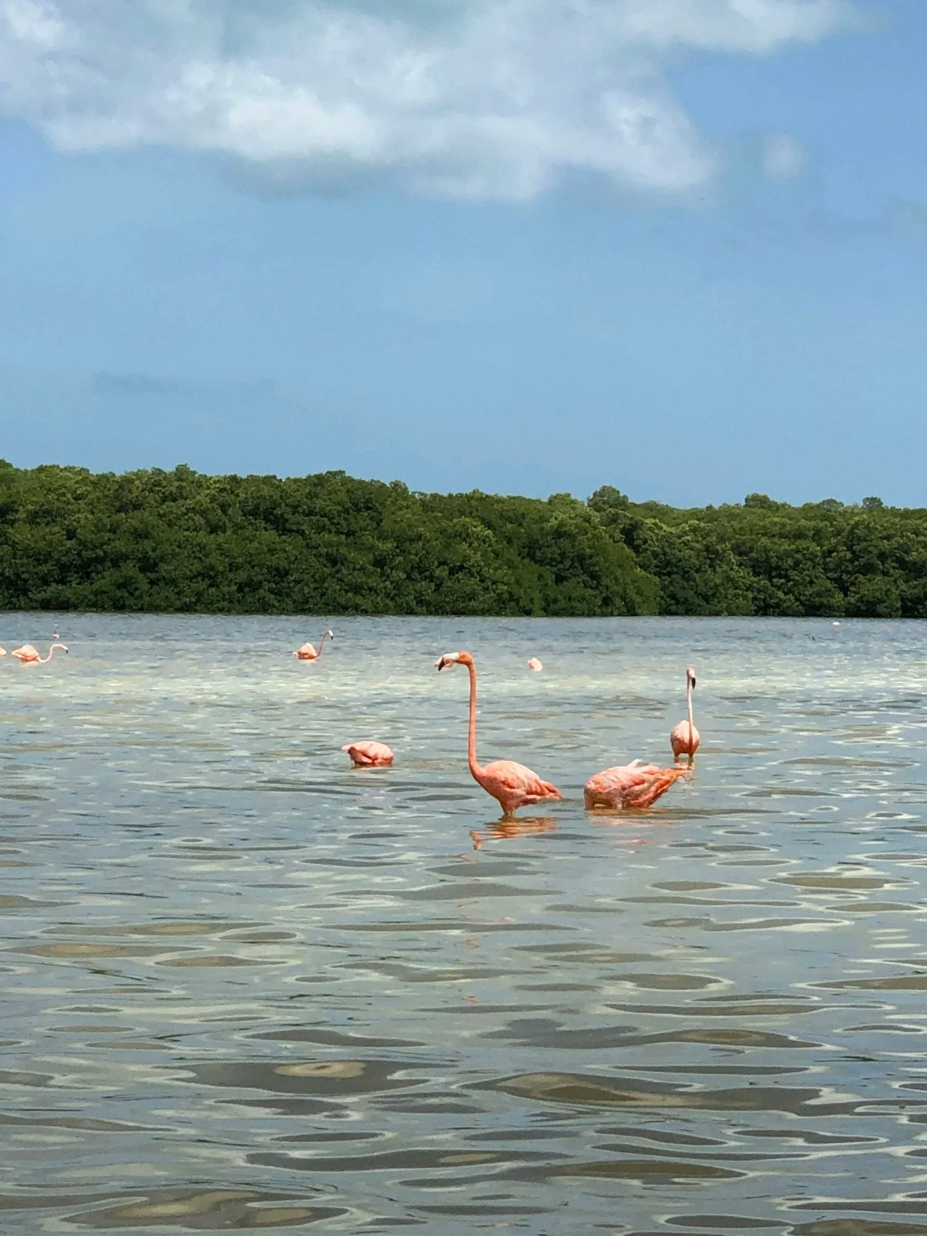 Varios flamencos rosados en un cuerpo de agua con vegetación y cielo nublado en el fondo.