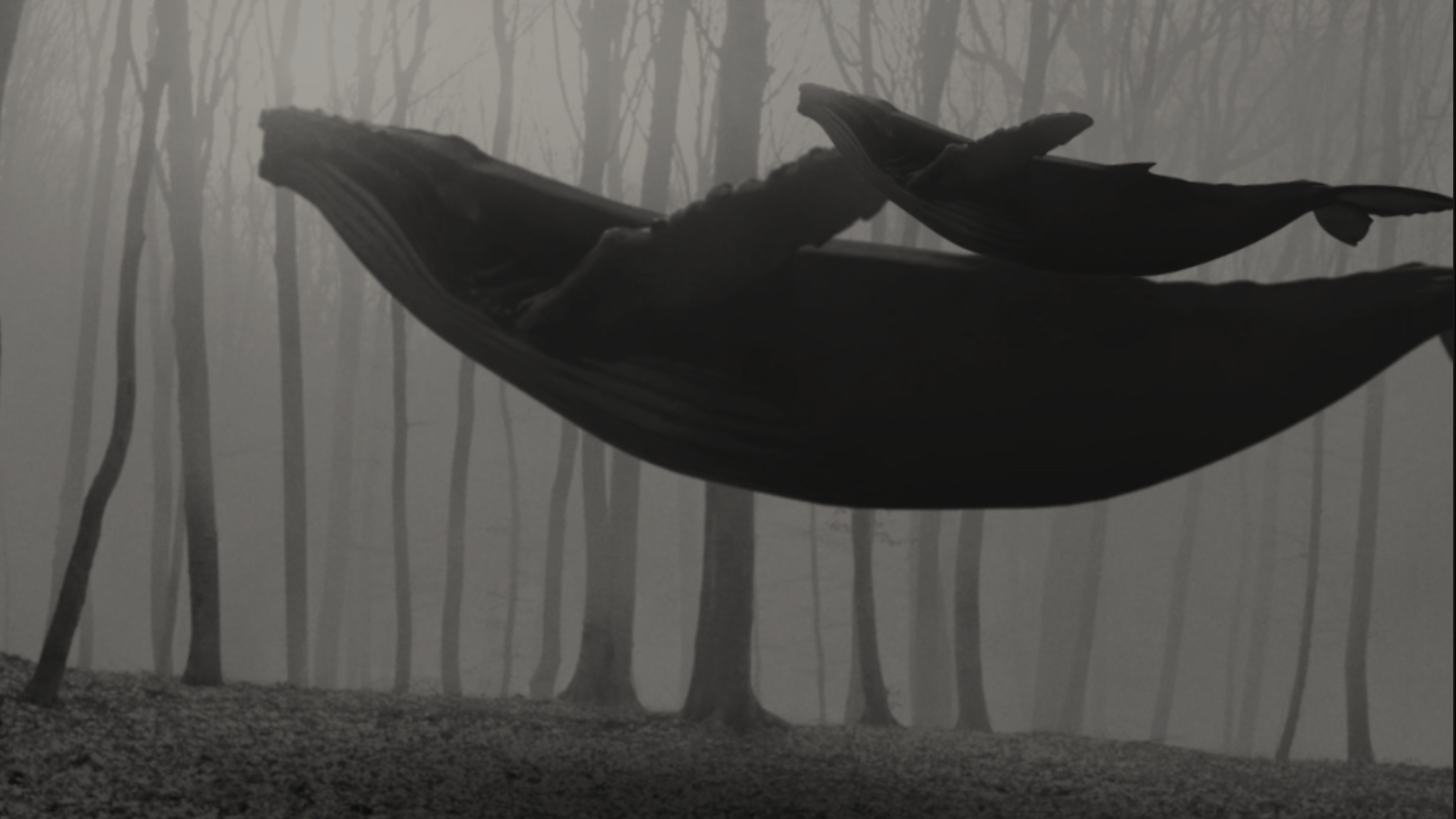 A dark, weathered wooden branch extends horizontally in a foggy forest, with tall, slender trees in the background. The scene is in black and white, creating a mysterious and eerie atmosphere.