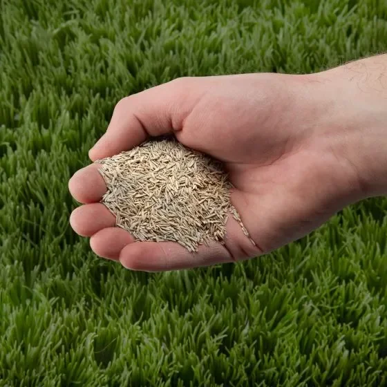 Hand holding a handful of wheat seeds over green grass or crops.