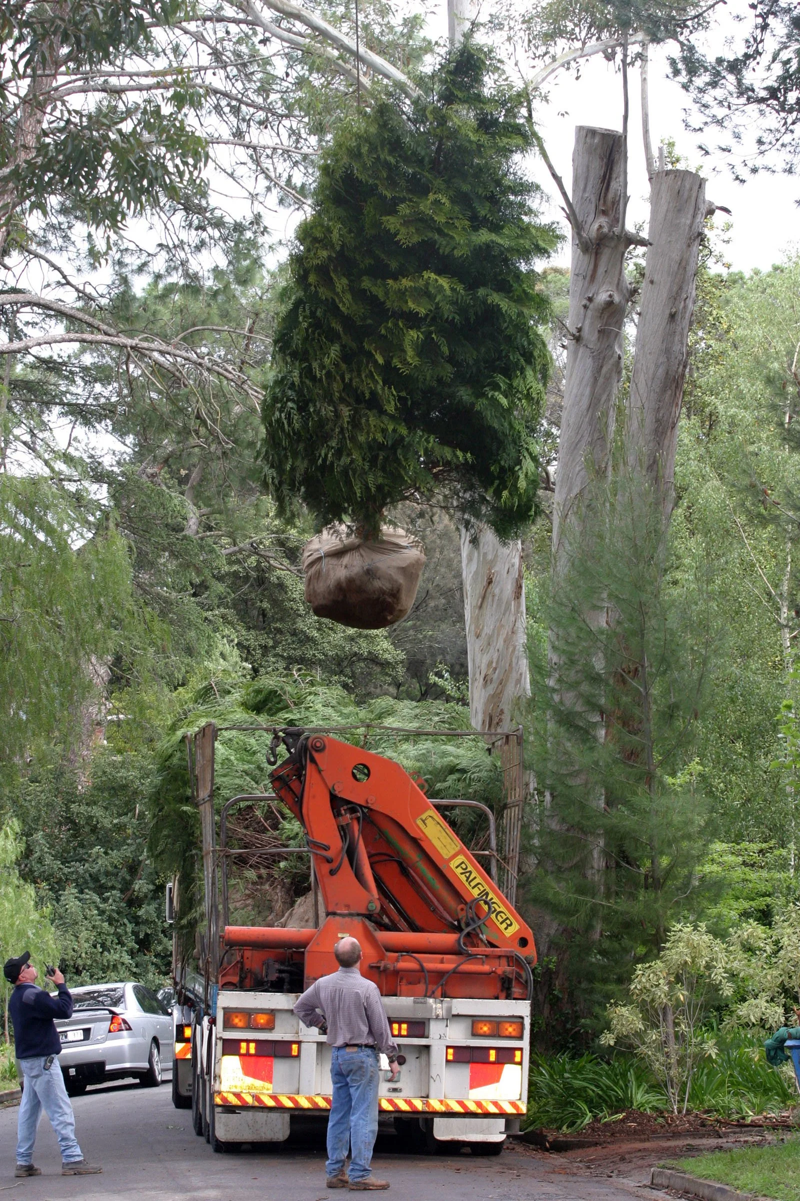 A crane truck is trimming or cutting a tall tree on a street with several people observing. The tree has a large burl on one of the trunks and is surrounded by lush green foliage.