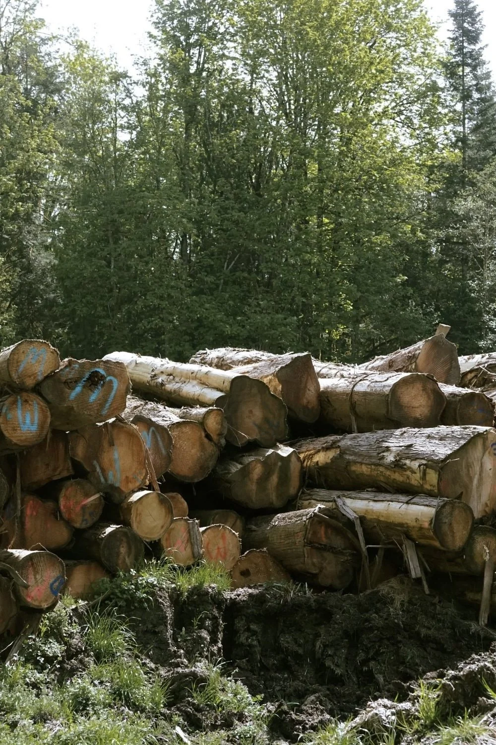 Great Central Timber Milling Port Alberni