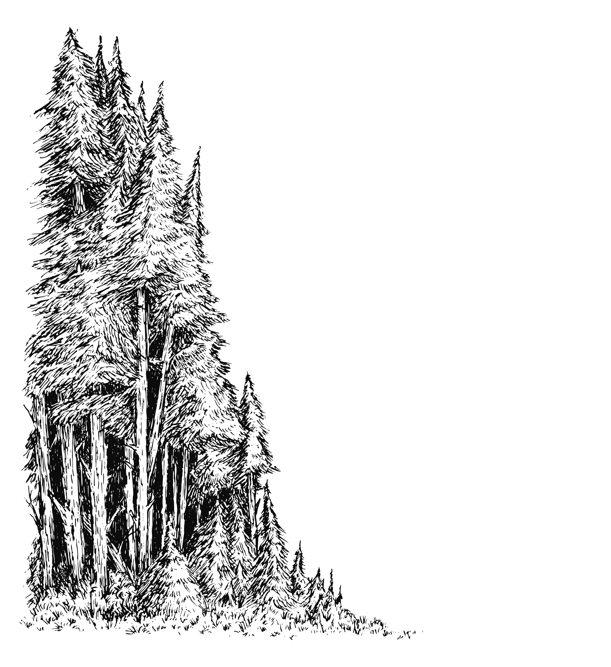 Great Central Timber Milling Port Alberni Custom Milling Sawmill
