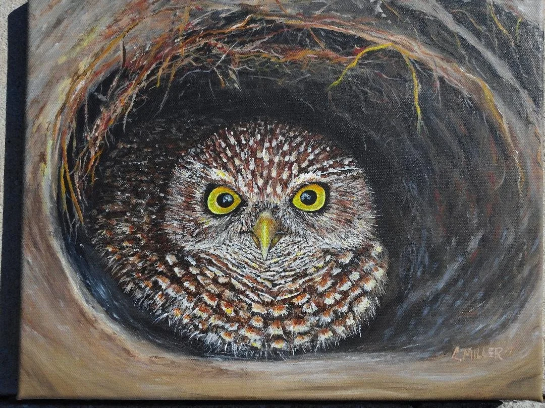 b owl.jpg