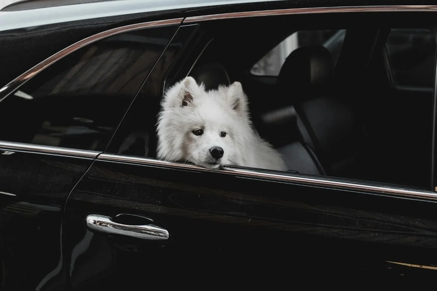 Pet Hair Removal