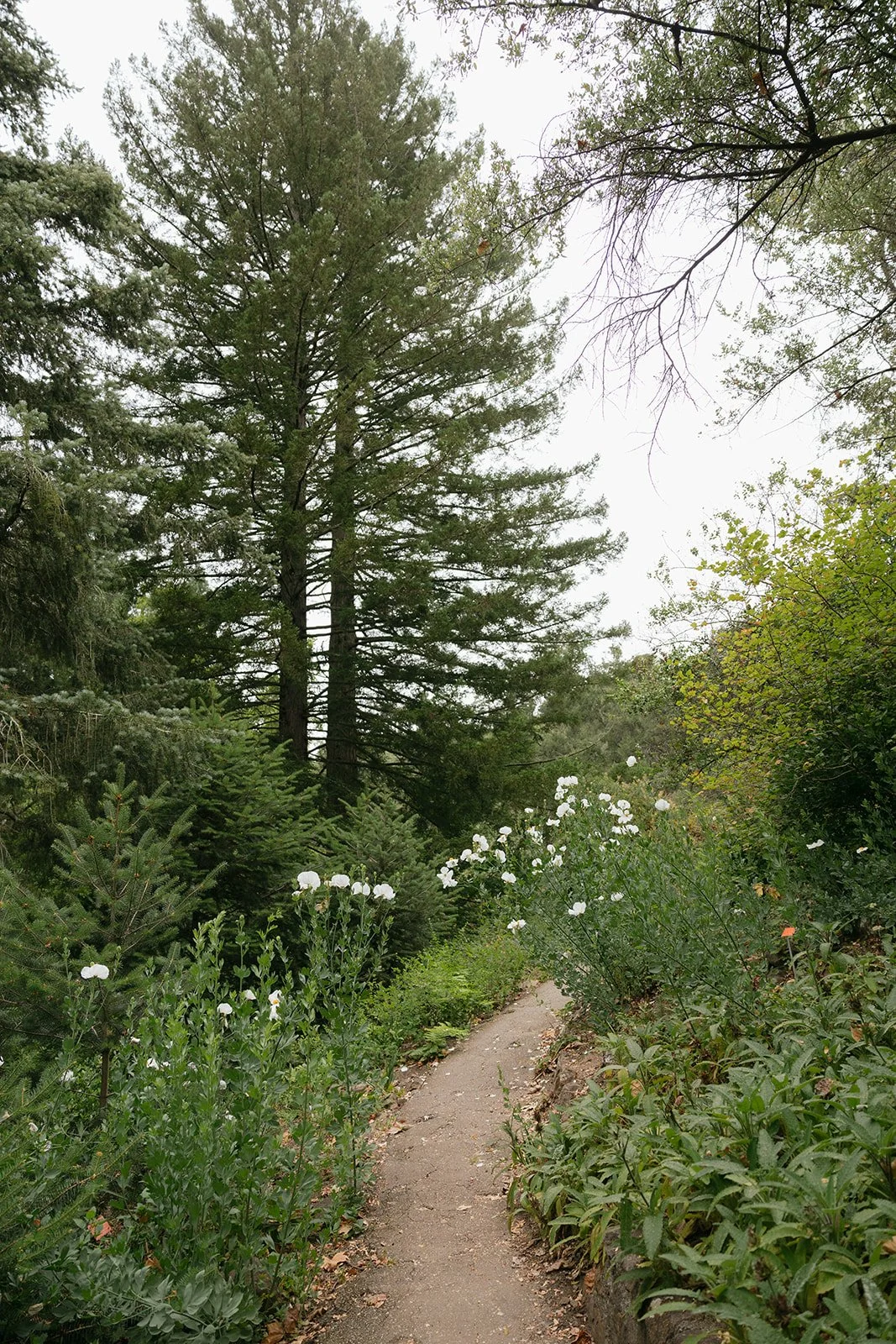A narrow dirt trail runs through a lush green forest with tall evergreen trees and white flowers lining the sides of the path, under an overcast sky.