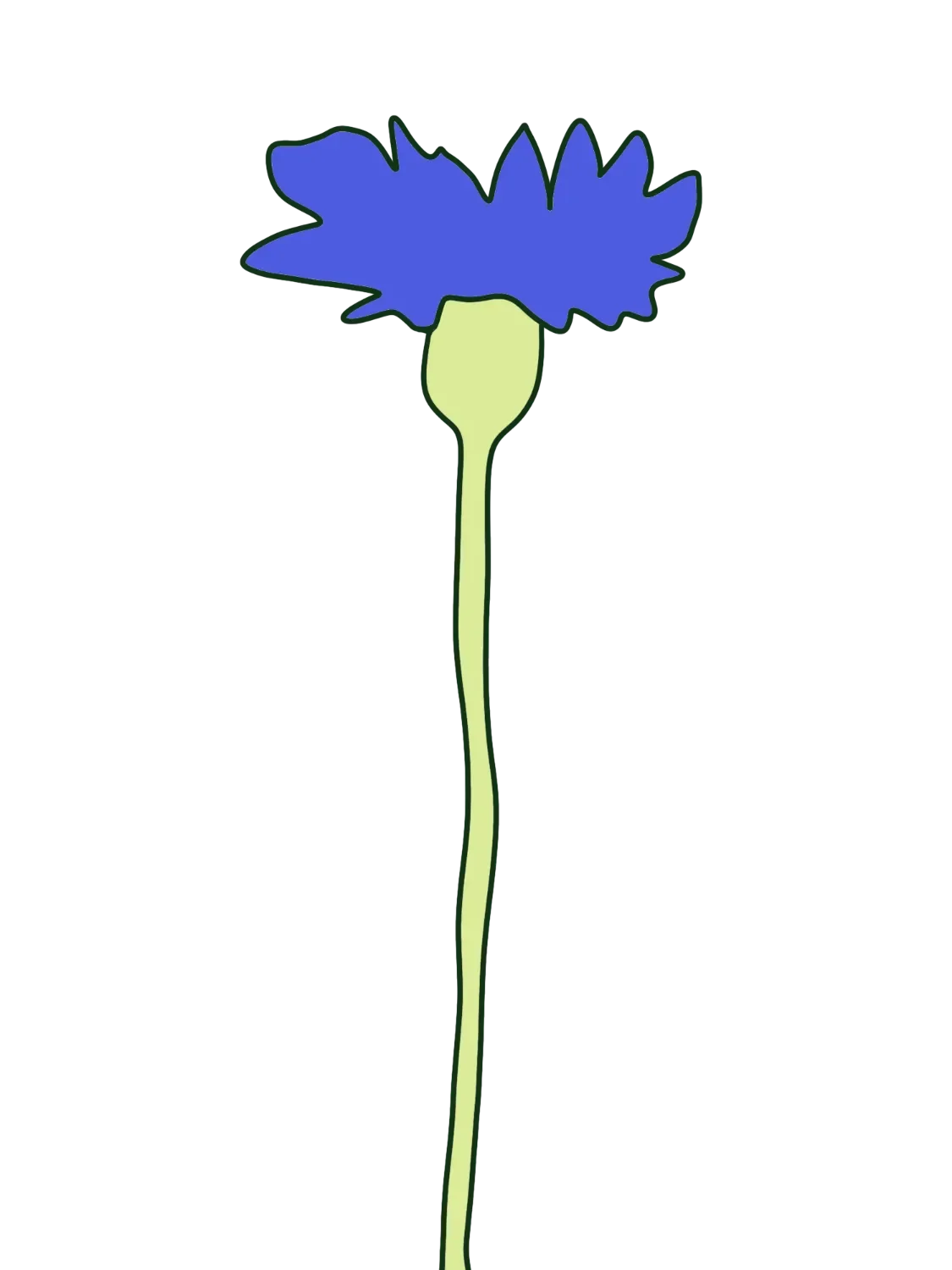Hand-drawn blue cornflower with light green stem