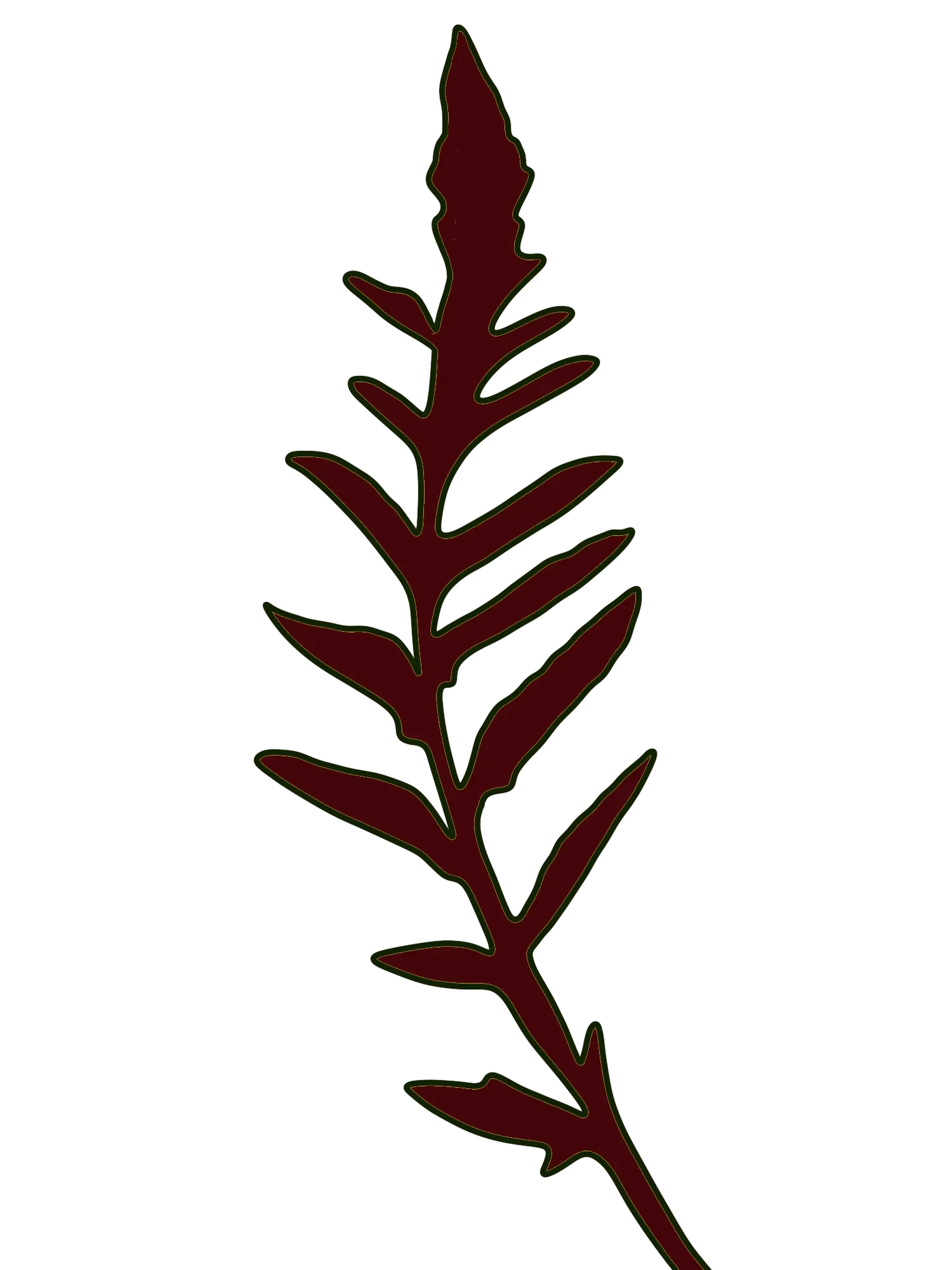 Hand-drawn dark green poppy leaf