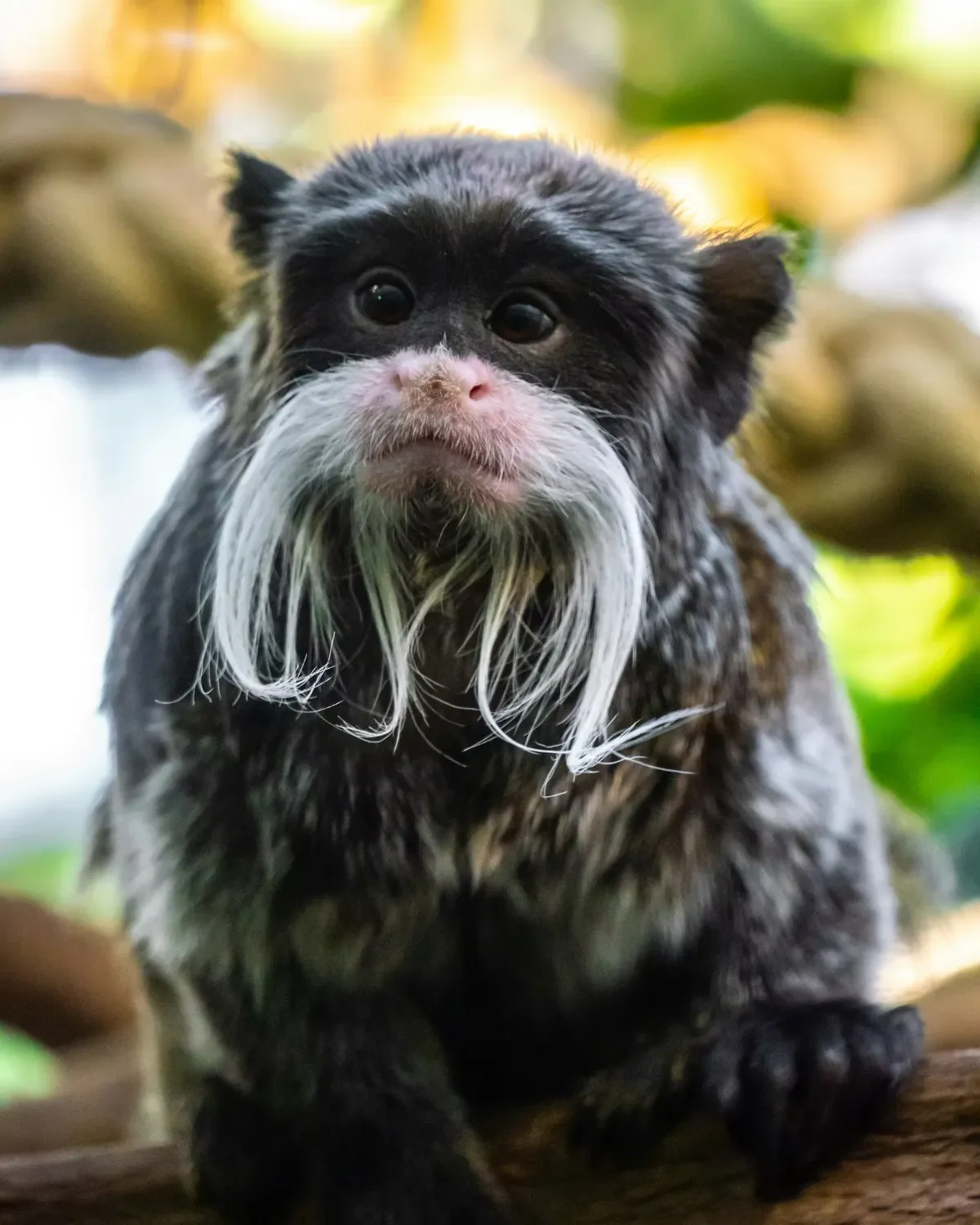 A very cute monkey with long beard-like fur sitting on a branch