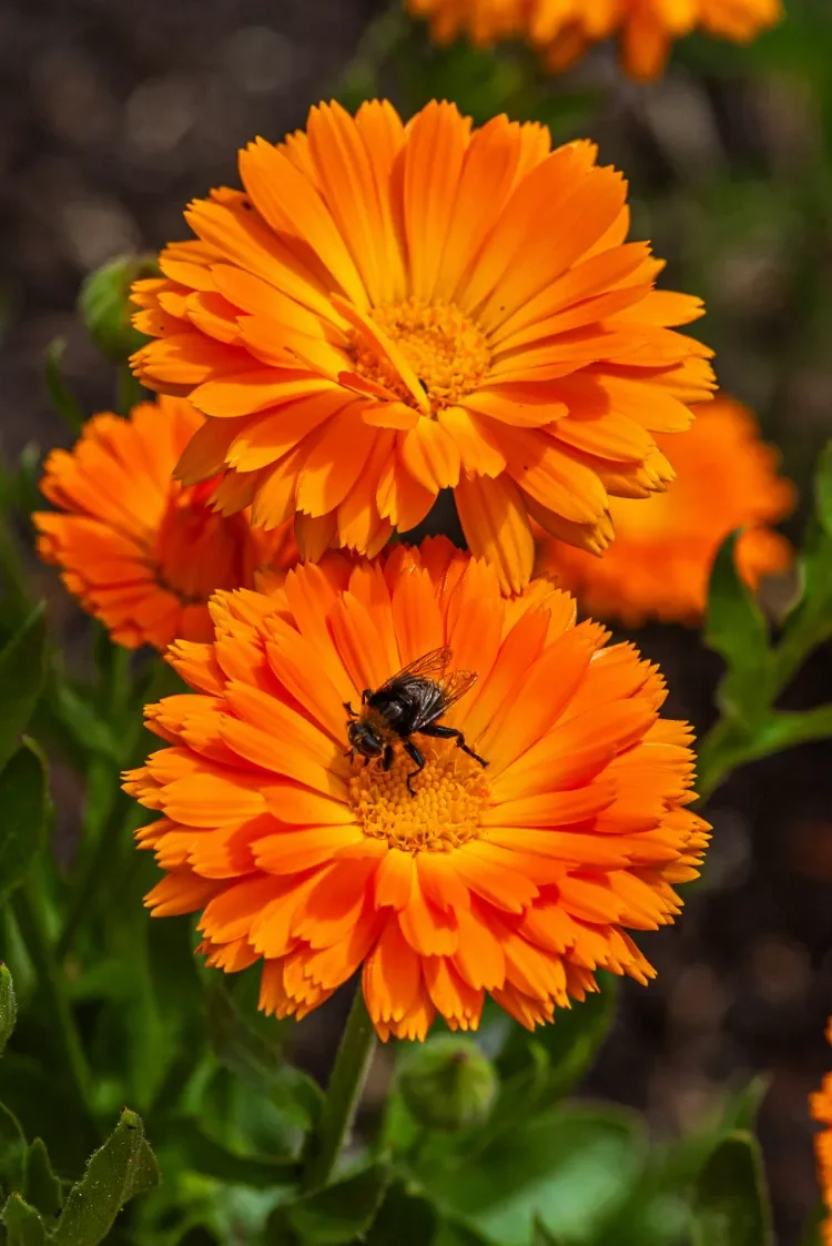 A bumble bee sitting in a bunch of orange flowers