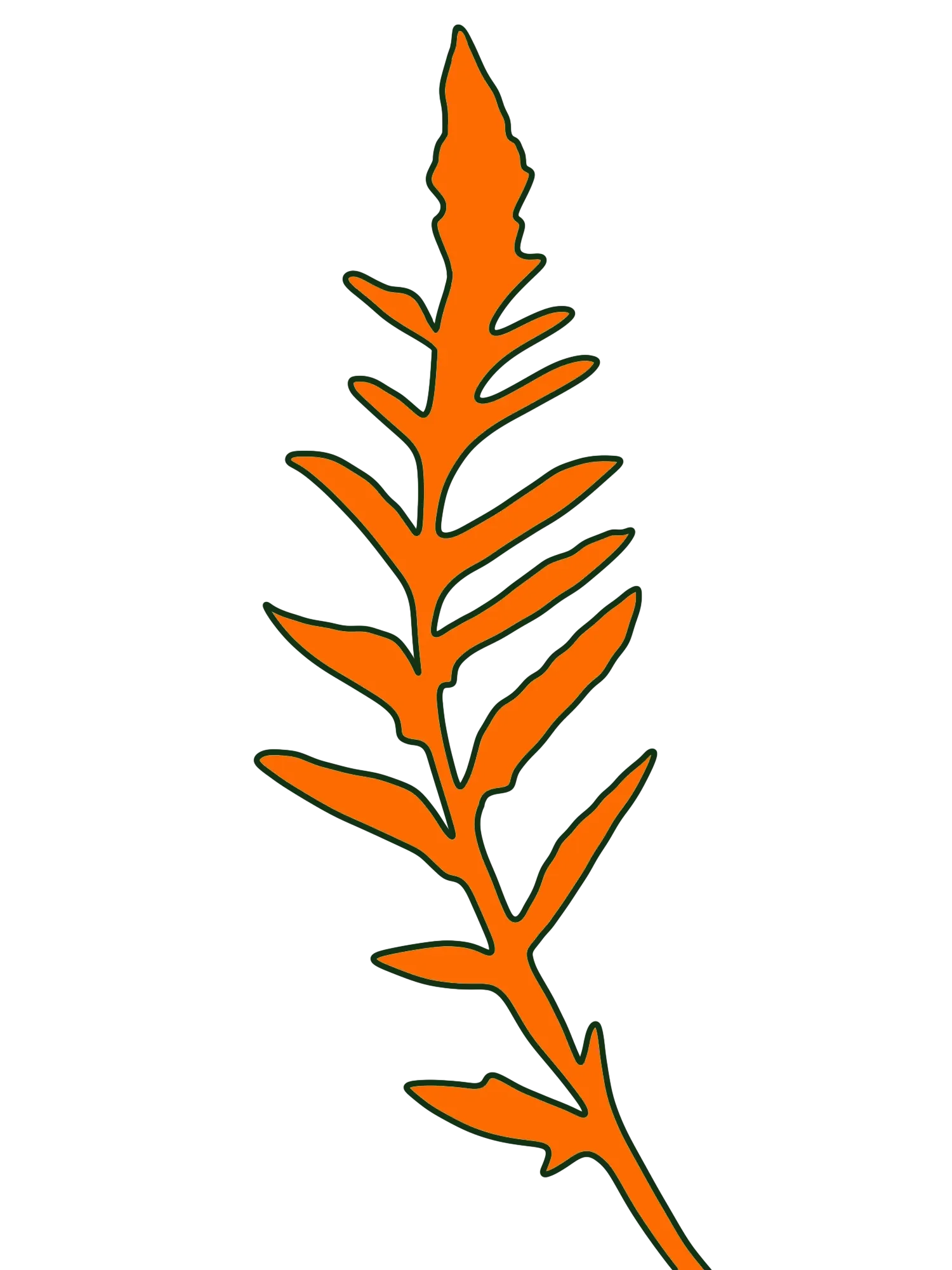 Hand-drawn orange poppy leaf stem with a dark green outline
