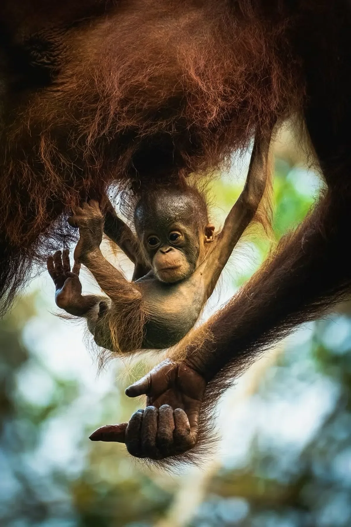 A baby orangutan hanging from its mother