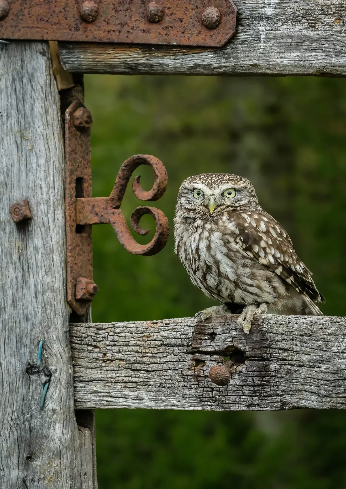 An owl sitting on a weathered wooden gate