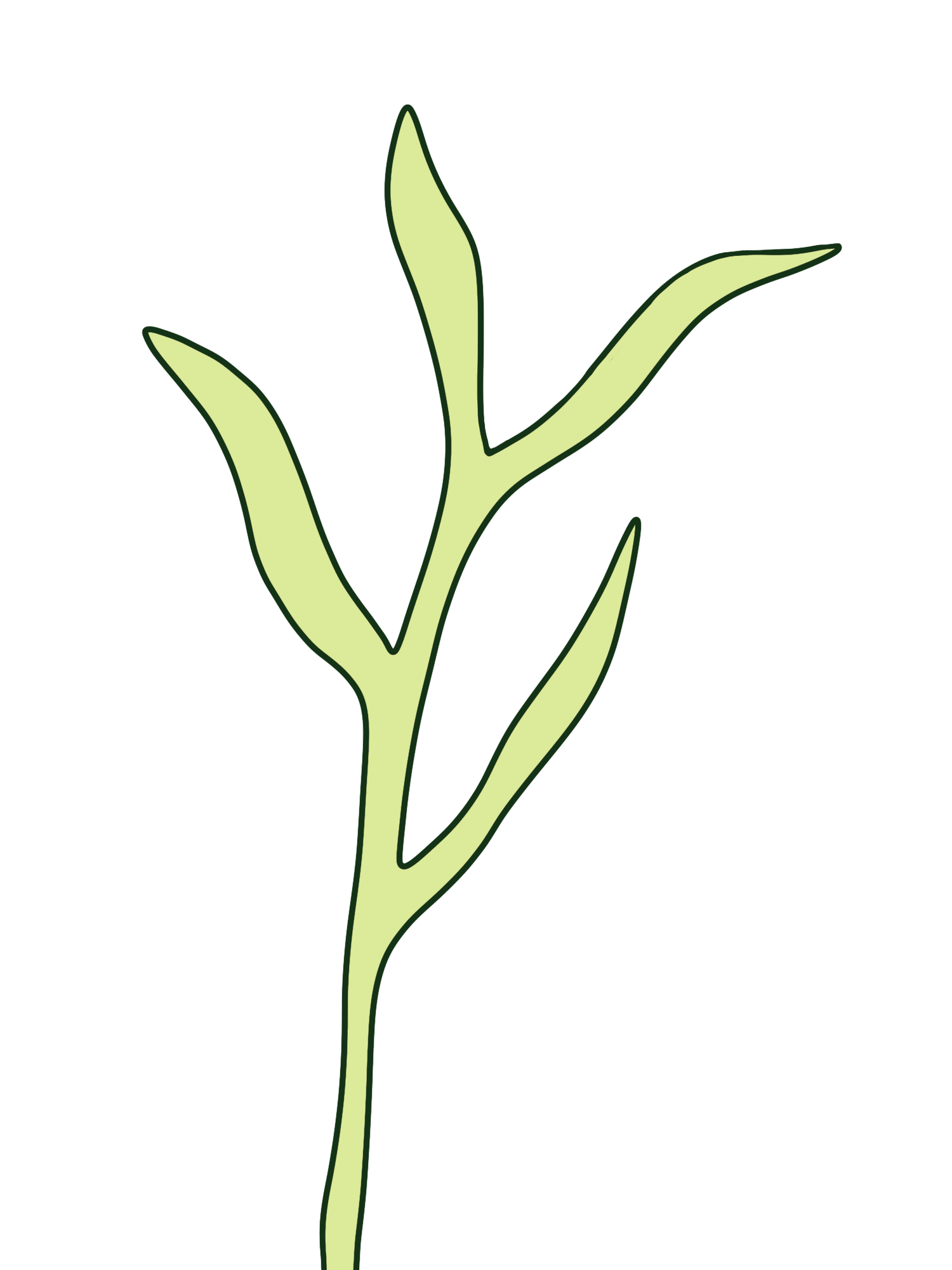 Hand-drawn light green leaf stem with a dark green outline