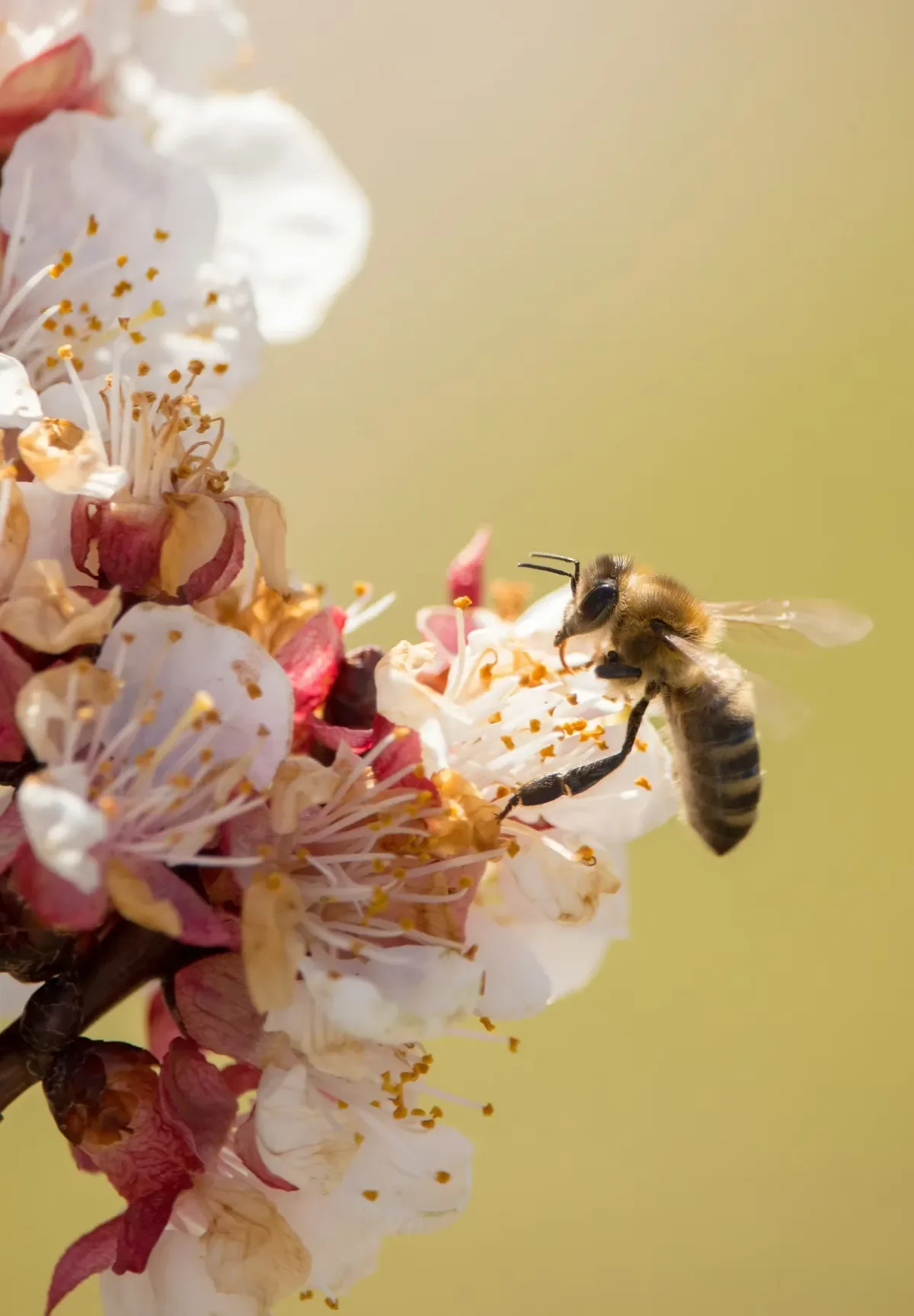 A bee gathering pollen from prunus flowers
