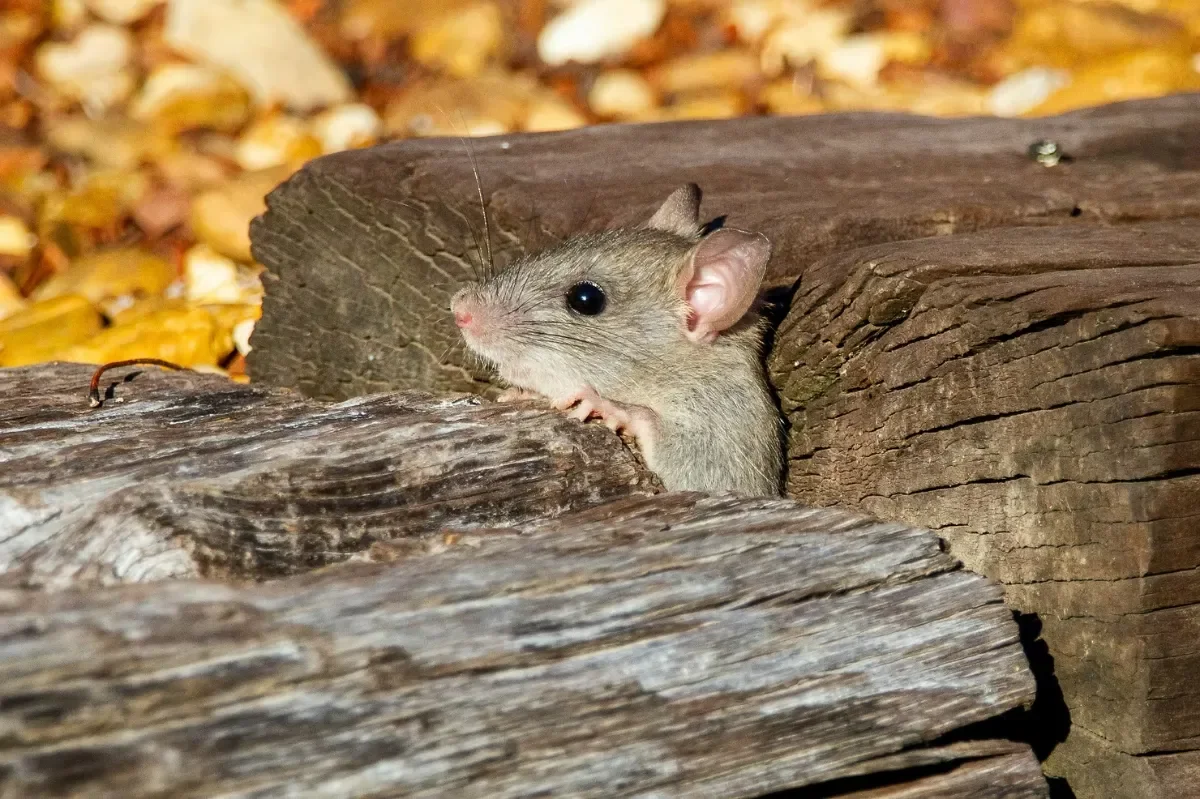 A mouse poking its head out between two logs
