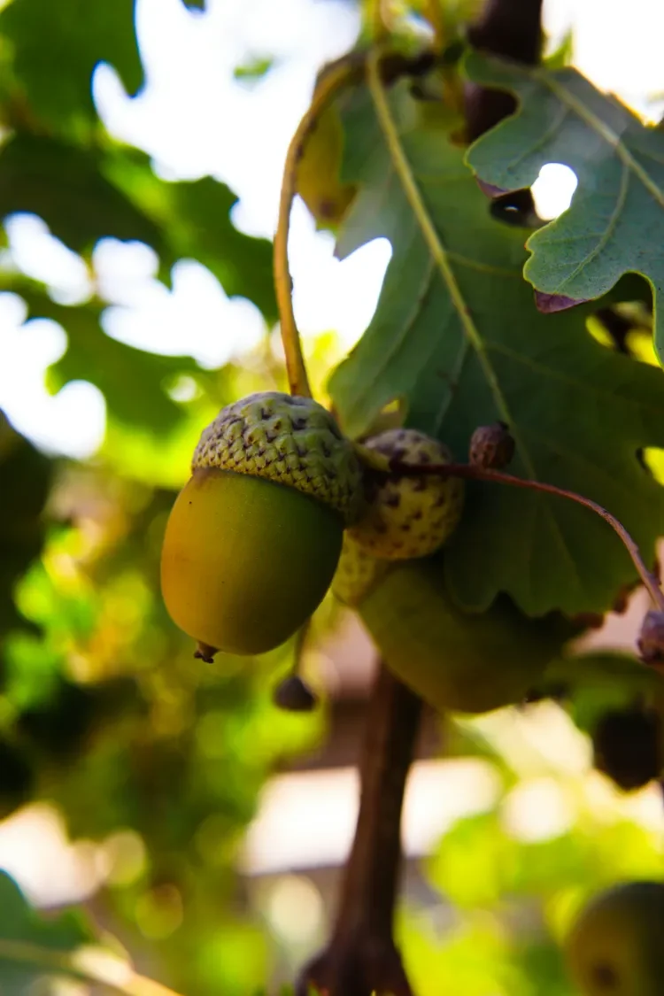 Acorns amongst oak leaves