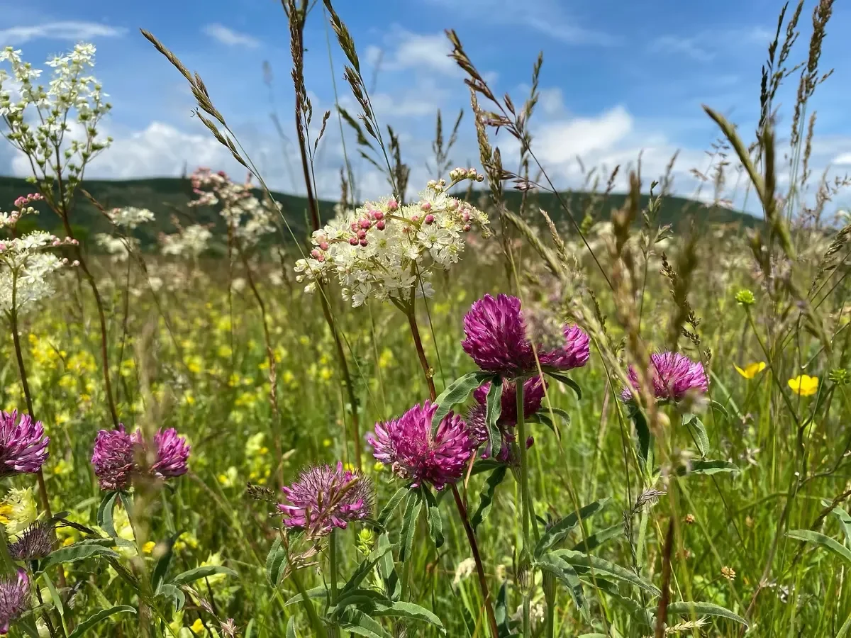 Using B Corp™ to Help Nature: A Sustainable Approach for a Thriving Future