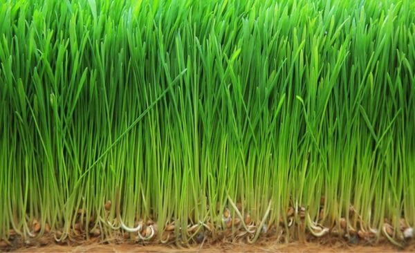 barley-fodder1-600x366.jpg
